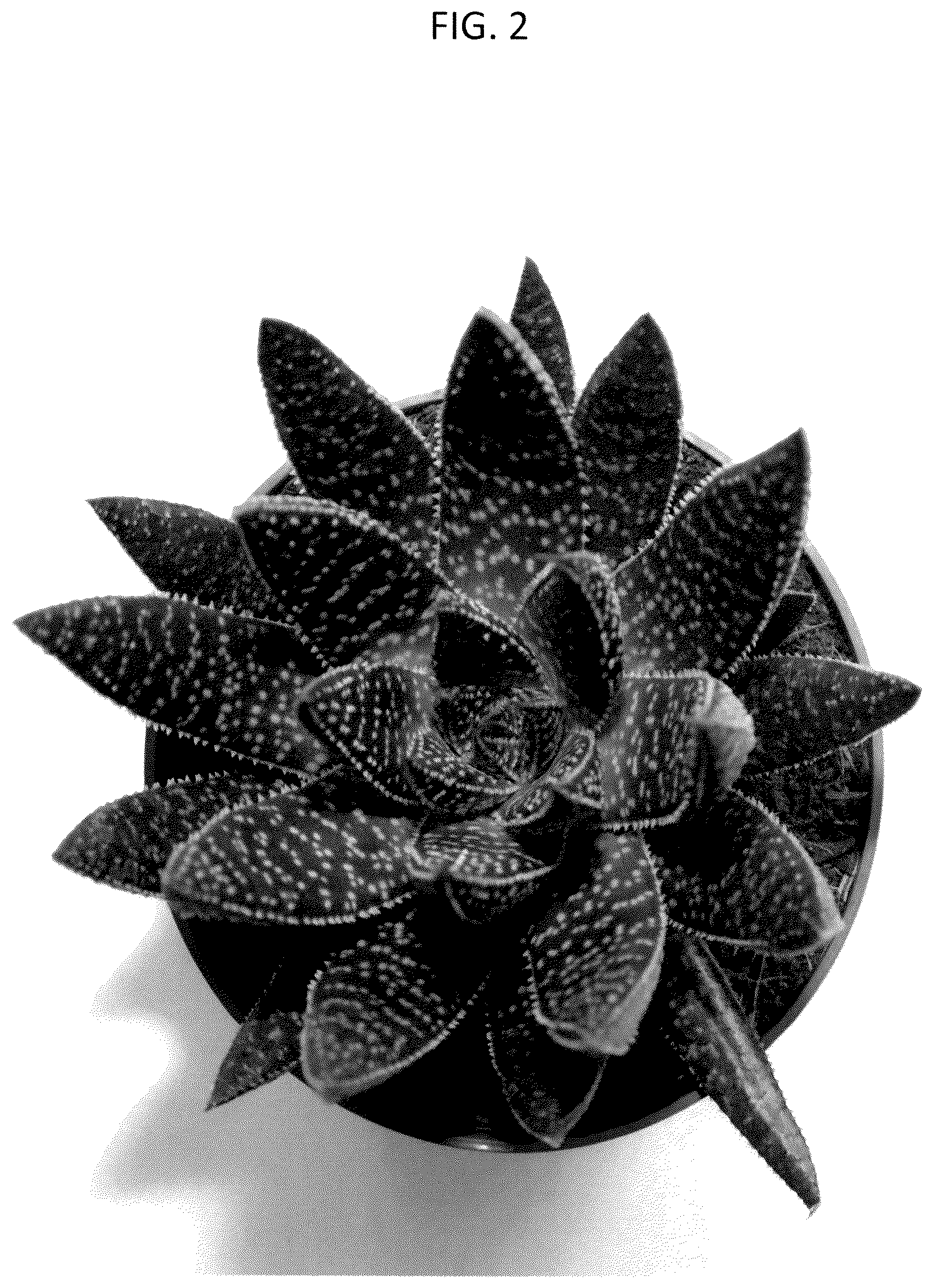Patent USPP037262 Figure 2 – Aristeria plant named ‘OVROCKS13’