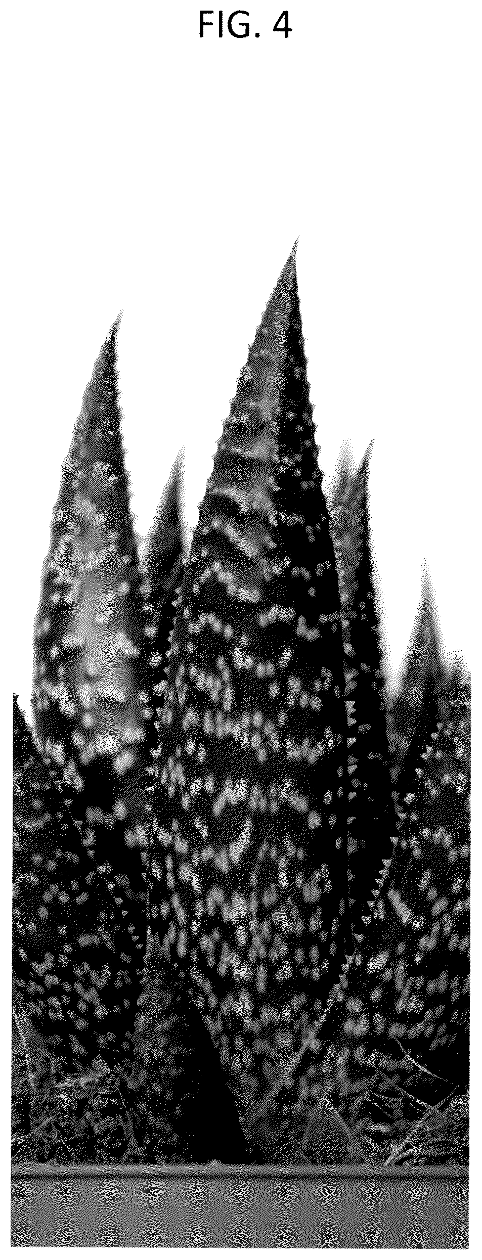 Patent USPP037262 Figure 4 – Aristeria plant named ‘OVROCKS13’