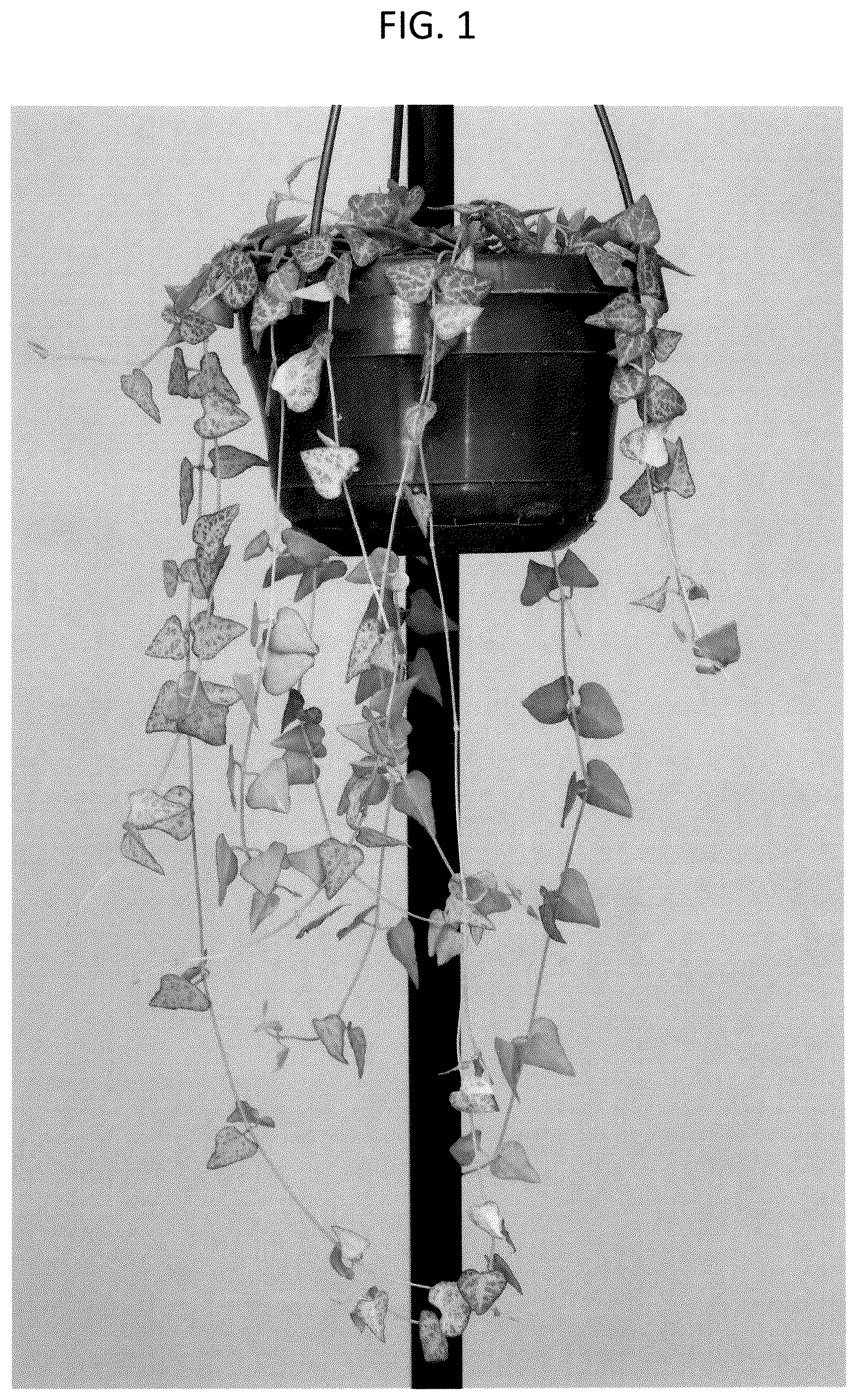 Patent USPP037263 Figure 1 – Ceropegia plant named ‘LUUK’