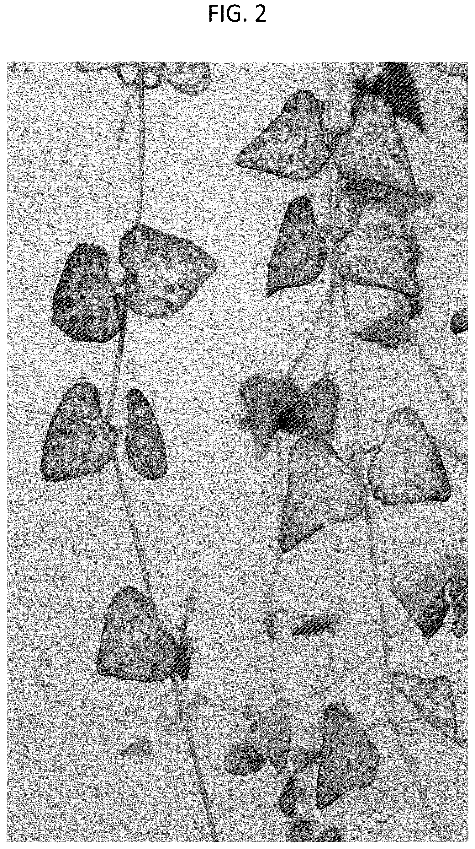 Patent USPP037263 Figure 2 – Ceropegia plant named ‘LUUK’