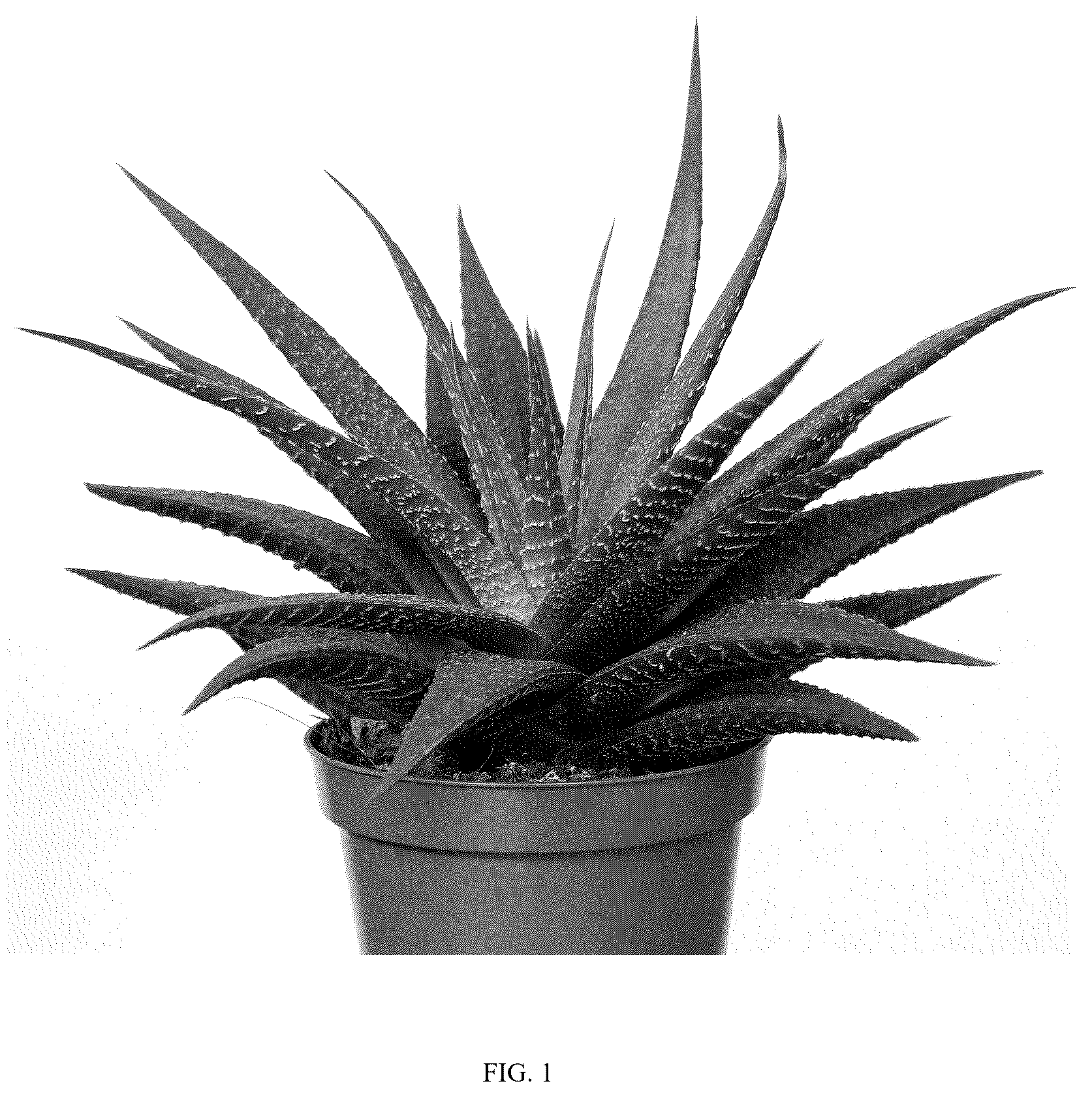 Patent USPP037264 Figure 1 – Haworthia plant named ‘LIZARD KING’