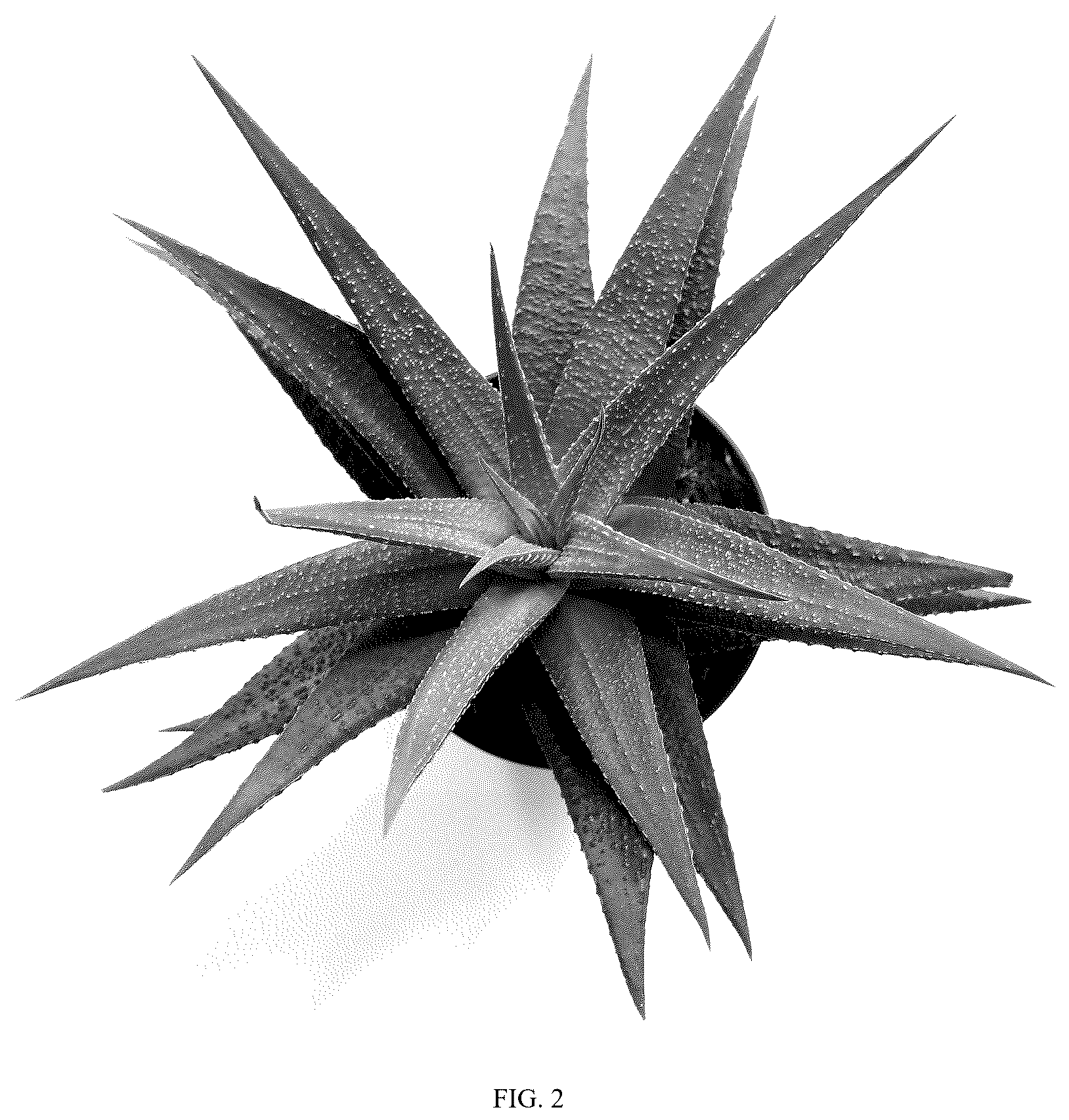 Patent USPP037264 Figure 2 – Haworthia plant named ‘LIZARD KING’
