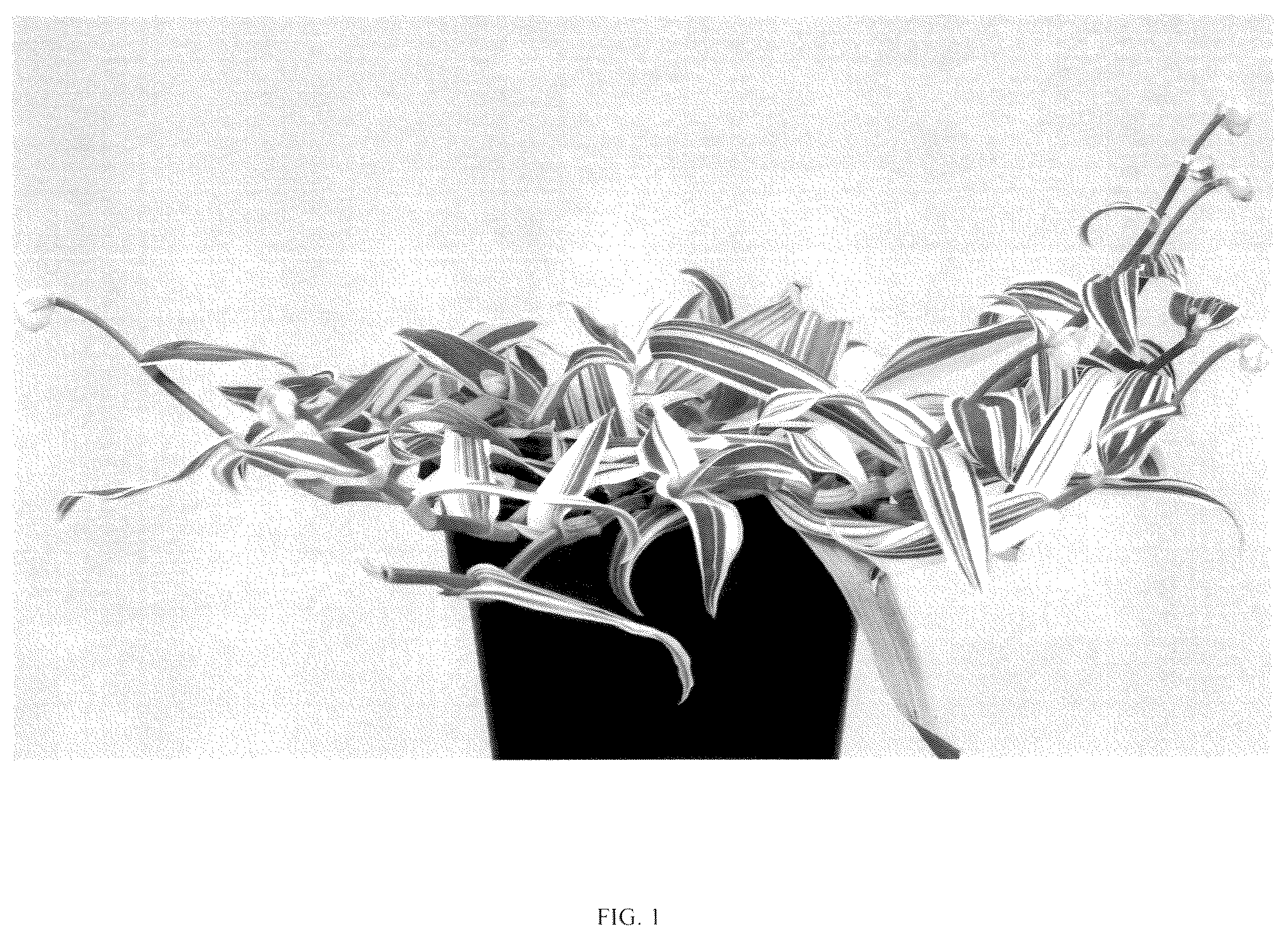 Patent USPP037265 Figure 1 – Murdannia plant named ‘EC-MURD-2504’