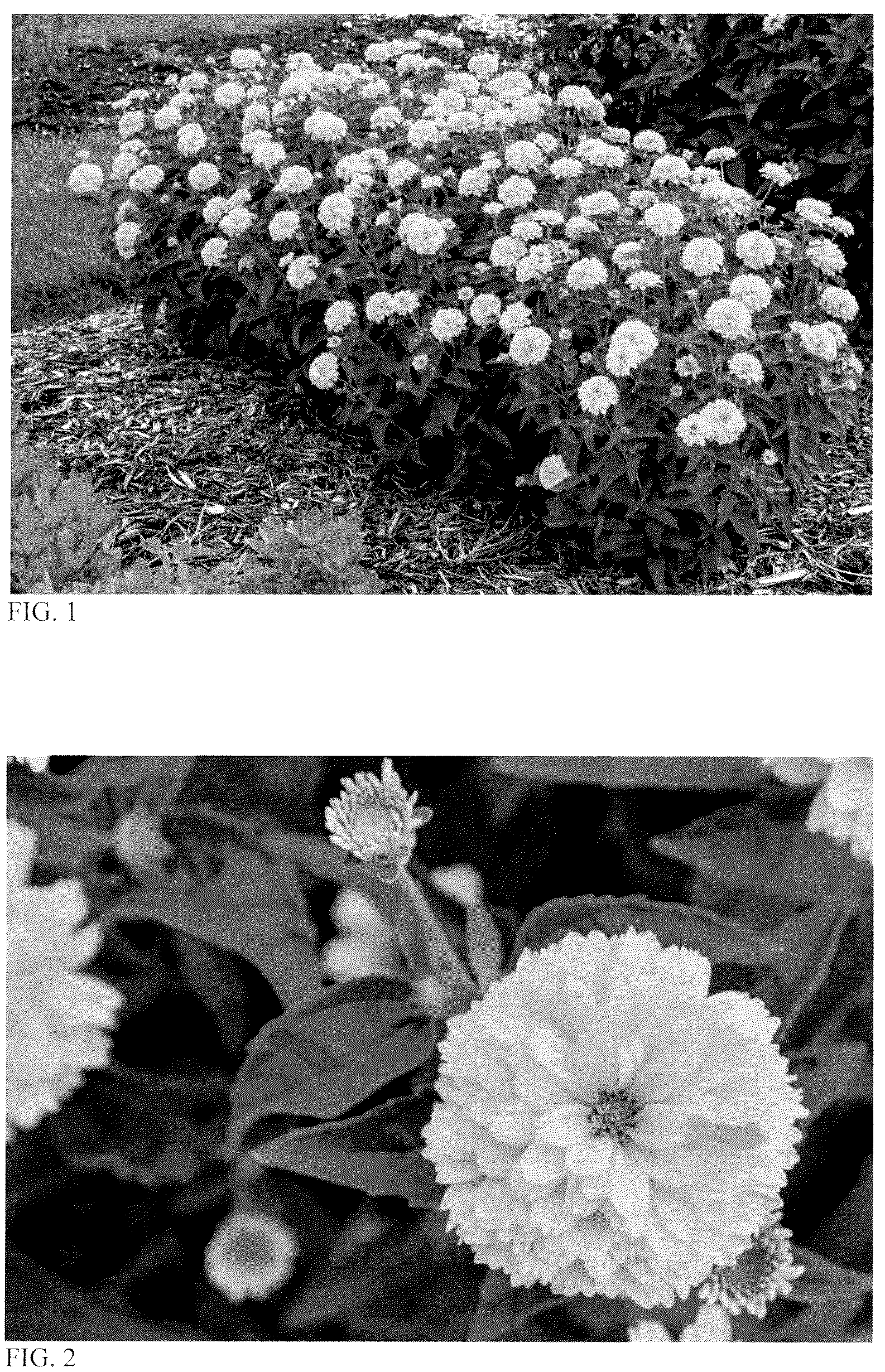 Patent USPP037266 Figure 1 – Heliopsis plant named ‘Rays for Days’
