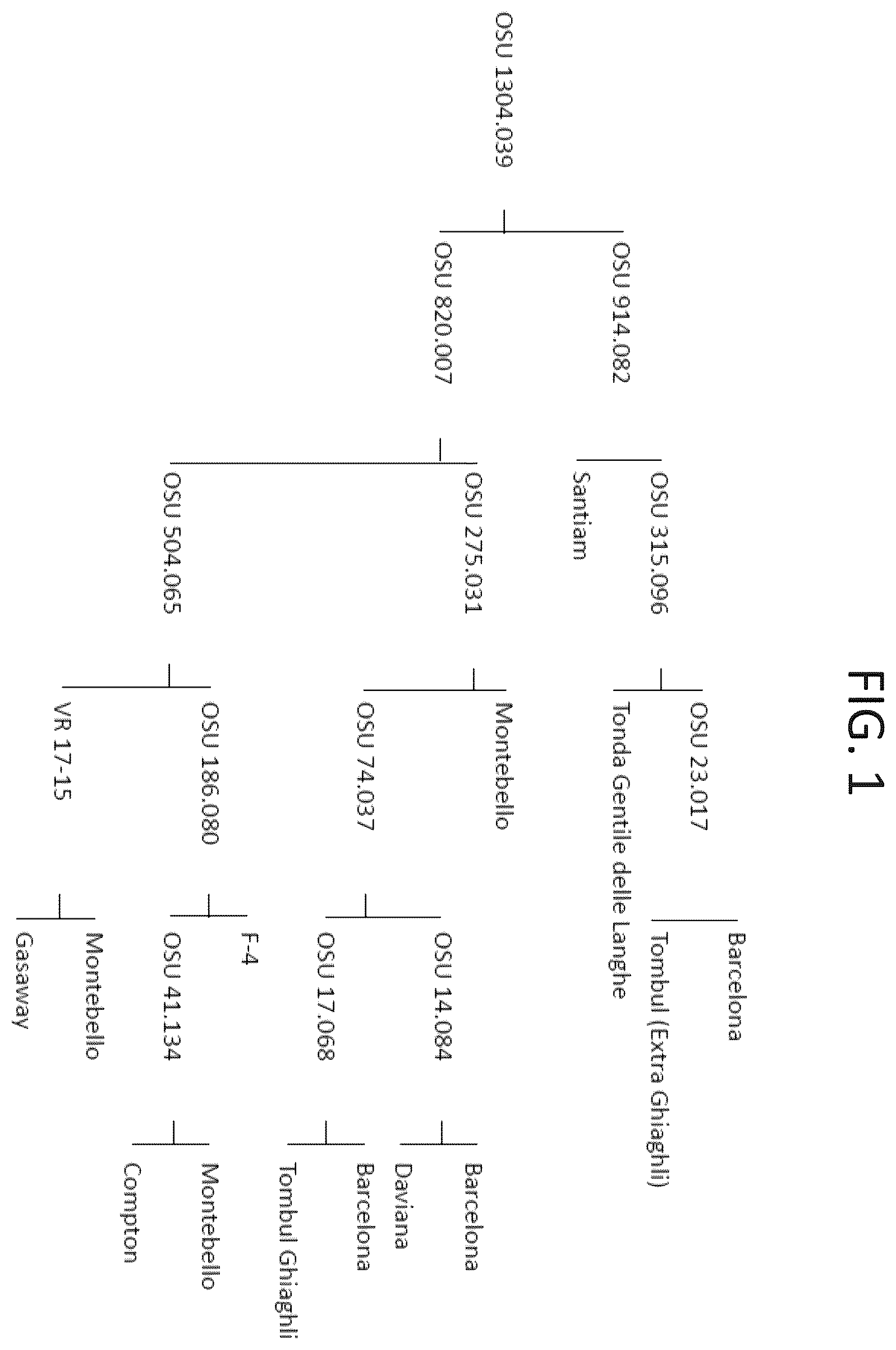 Patent USPP037267 Figure 1 – 