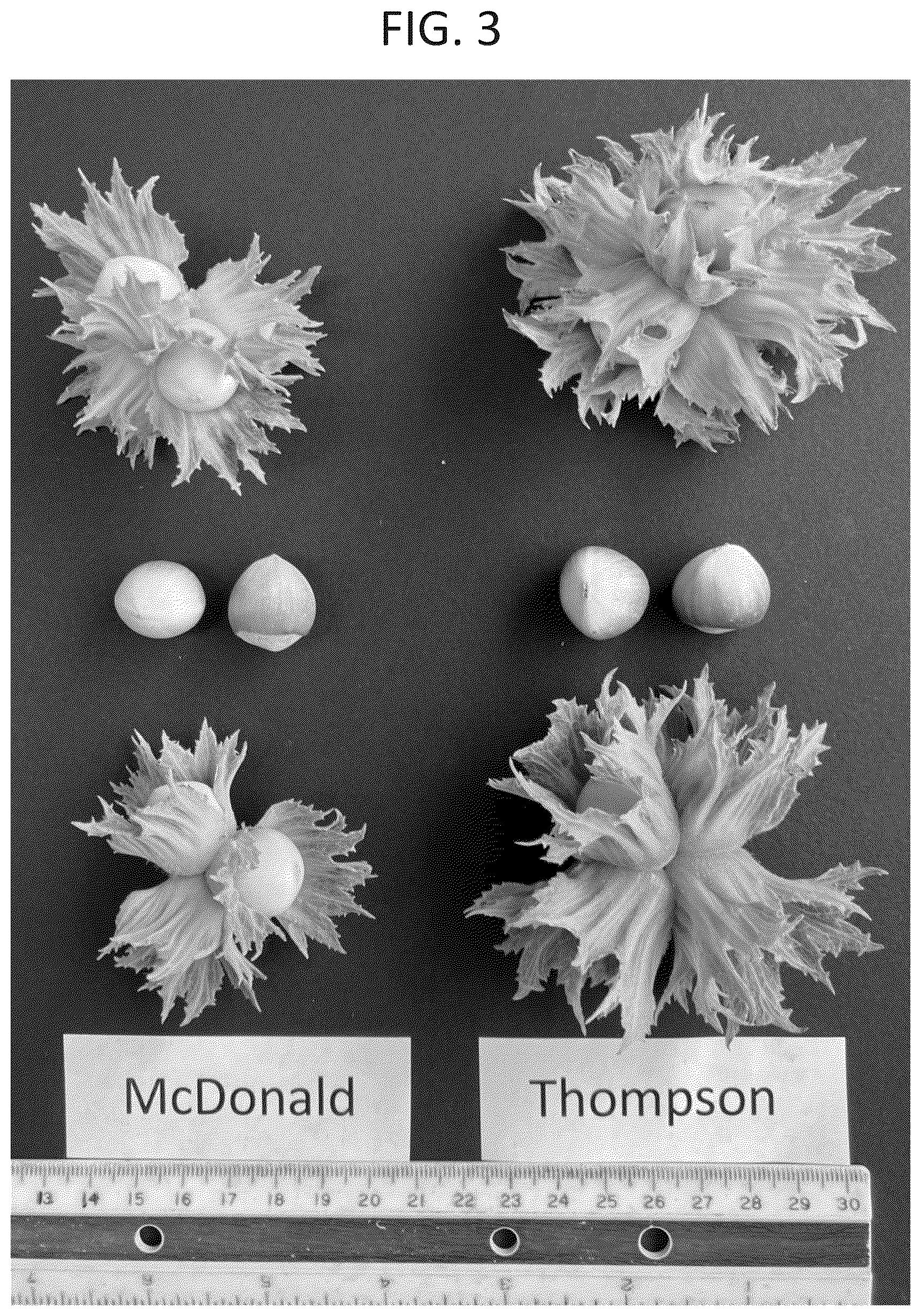 Patent USPP037267 Figure 3 – 