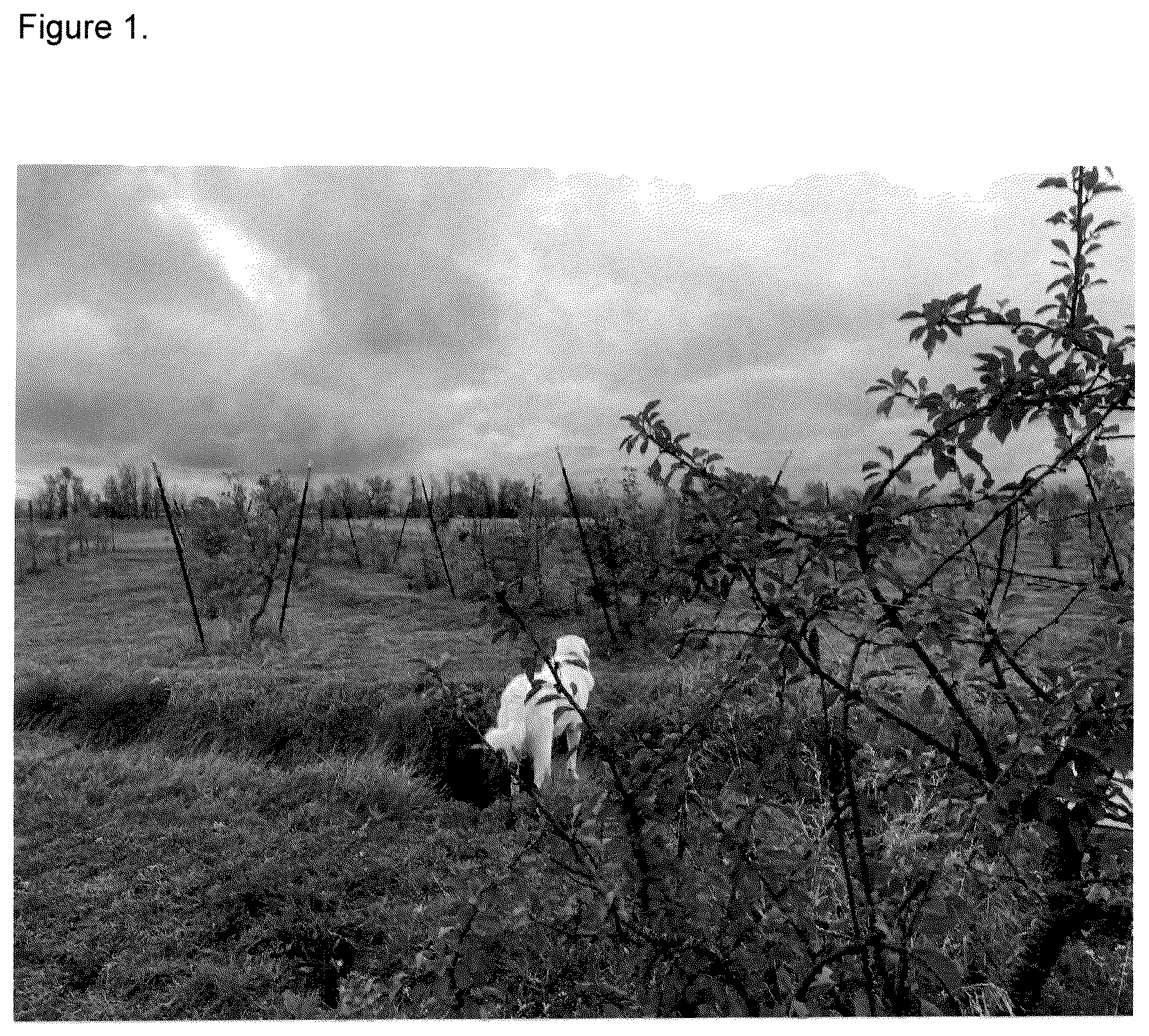 Patent USPP037268 Figure 1 – Cherry tree named ‘FE’