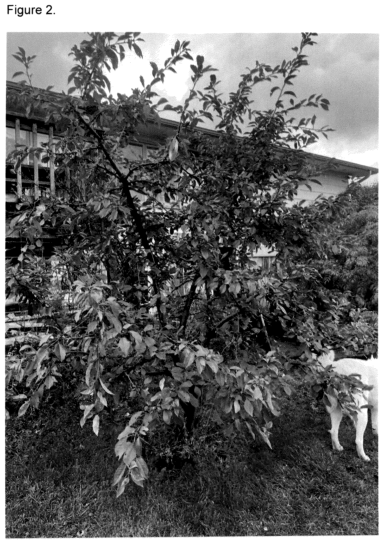 Patent USPP037268 Figure 2 – Cherry tree named ‘FE’
