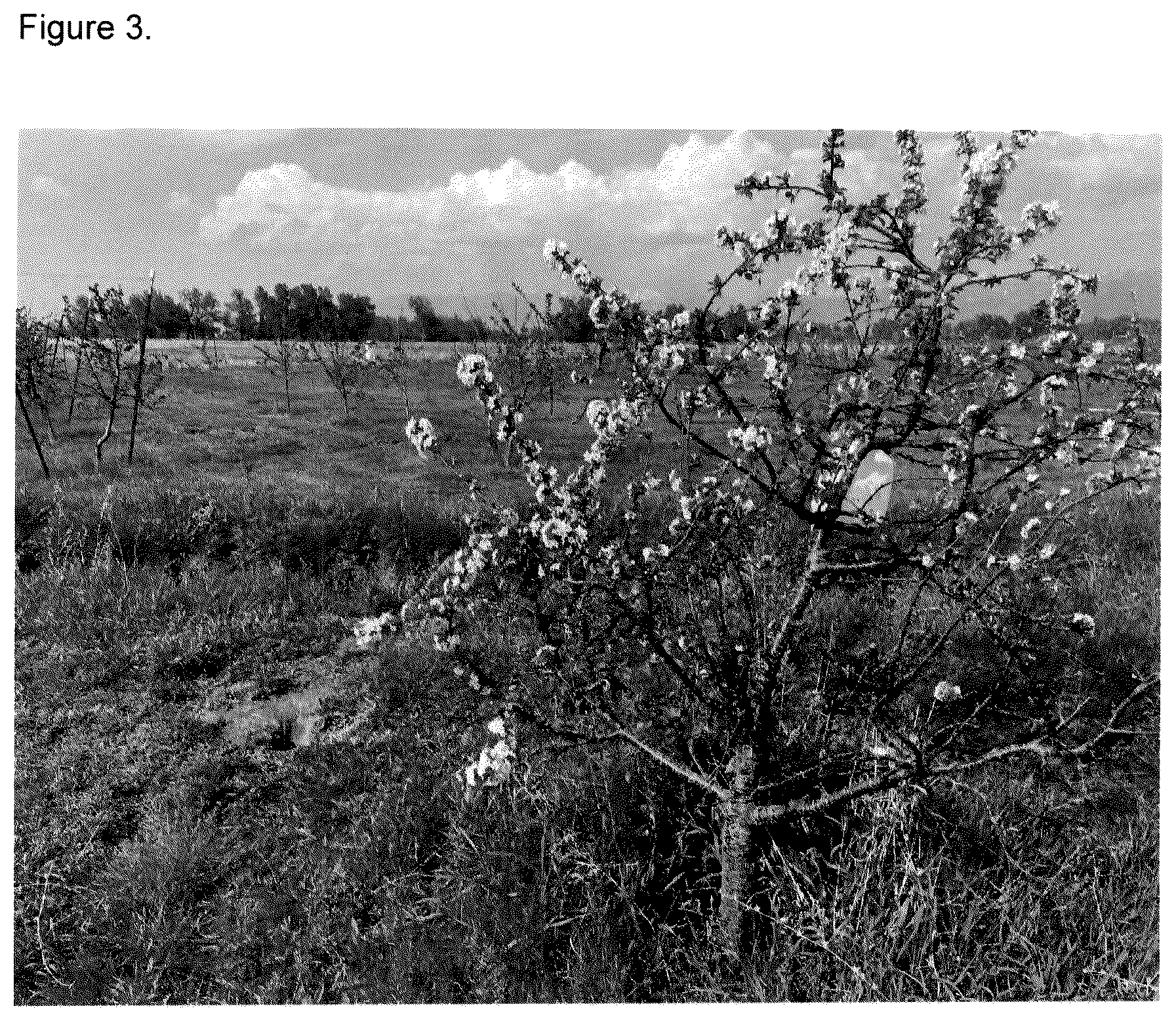 Patent USPP037268 Figure 3 – Cherry tree named ‘FE’