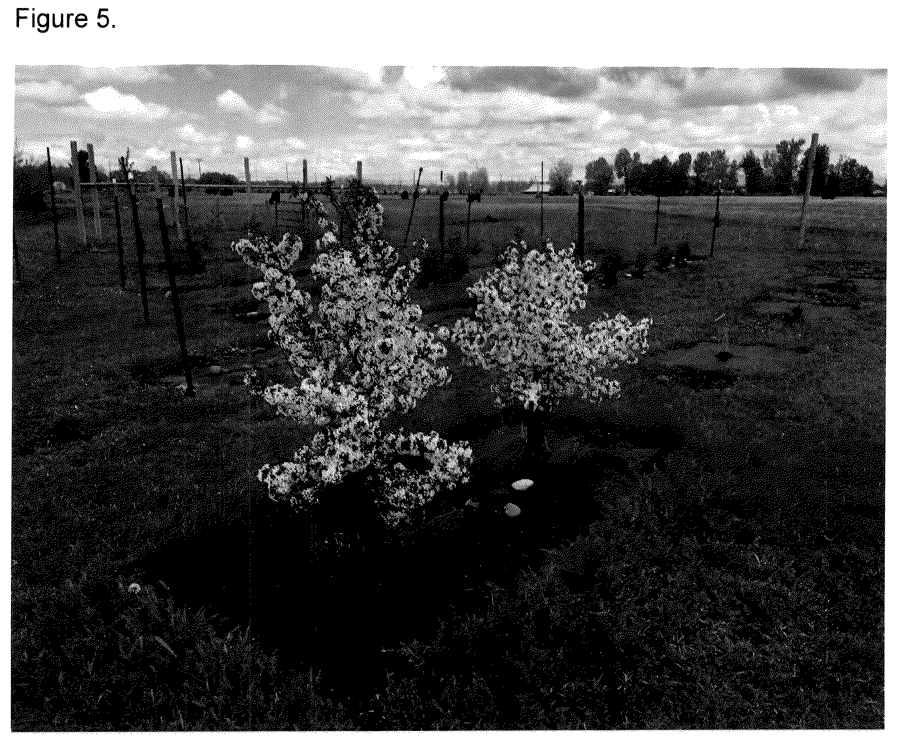 Patent USPP037268 Figure 5 – Cherry tree named ‘FE’