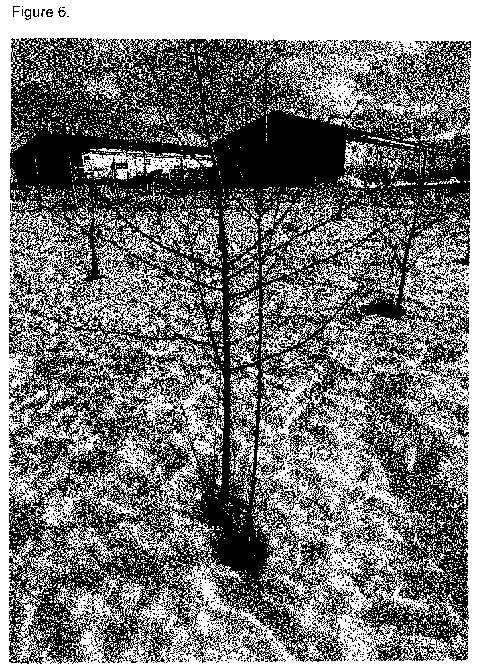 Patent USPP037268 Figure 6 – Cherry tree named ‘FE’