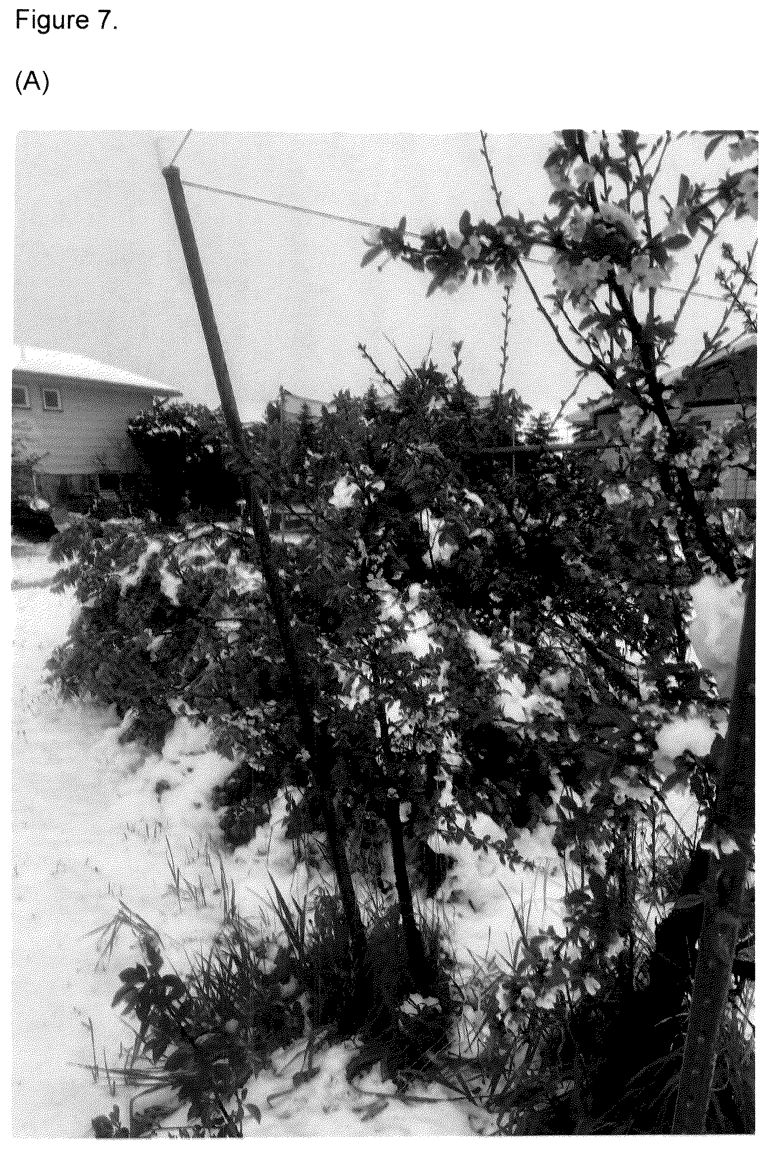 Patent USPP037268 Figure 7 – Cherry tree named ‘FE’