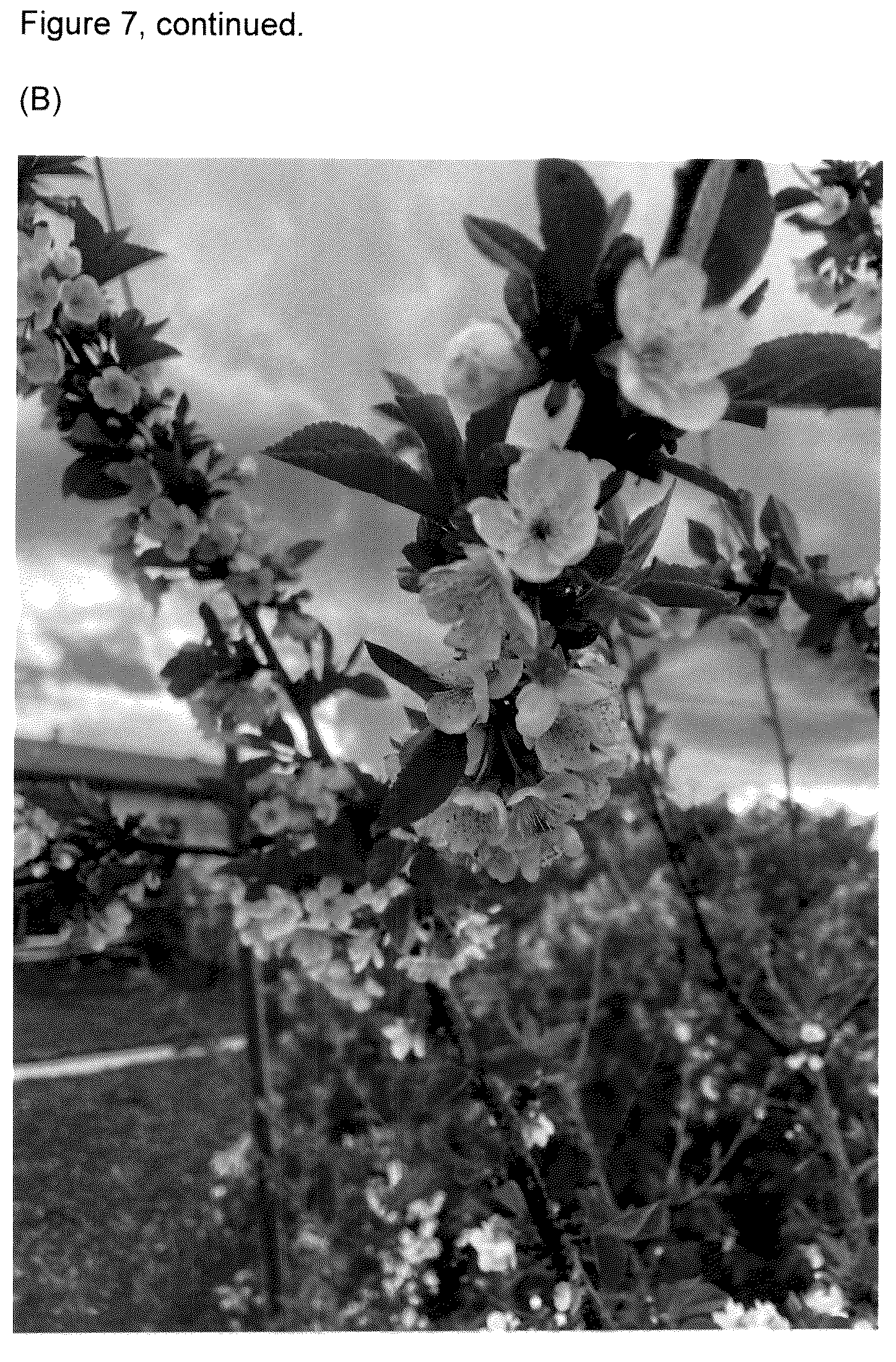 Patent USPP037268 Figure 8 – Cherry tree named ‘FE’