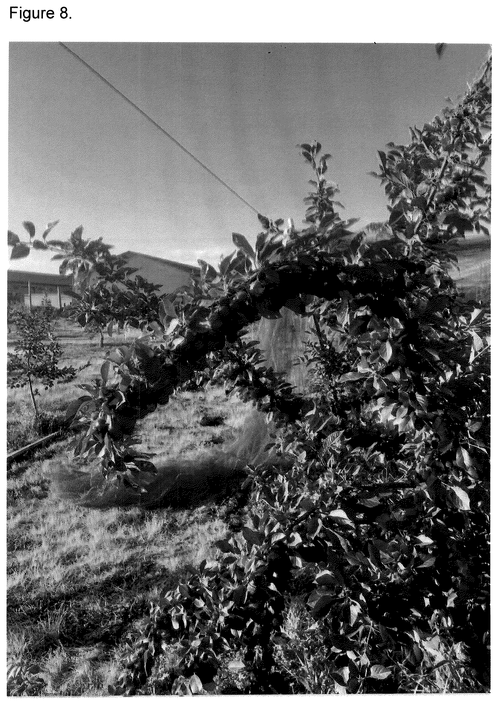 Patent USPP037268 Figure 9 – Cherry tree named ‘FE’