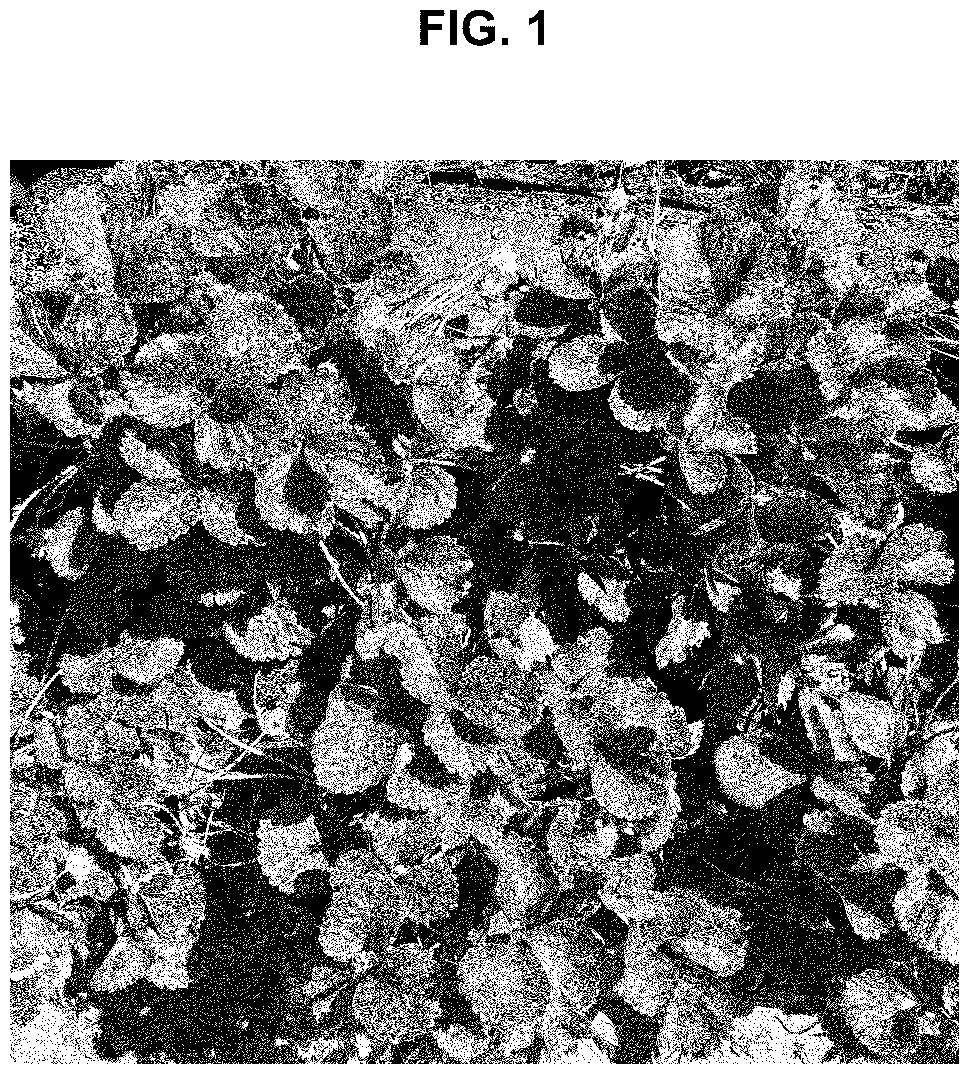 Patent USPP037269 Figure 1 – Strawberry plant named ‘SB_17_116-071’