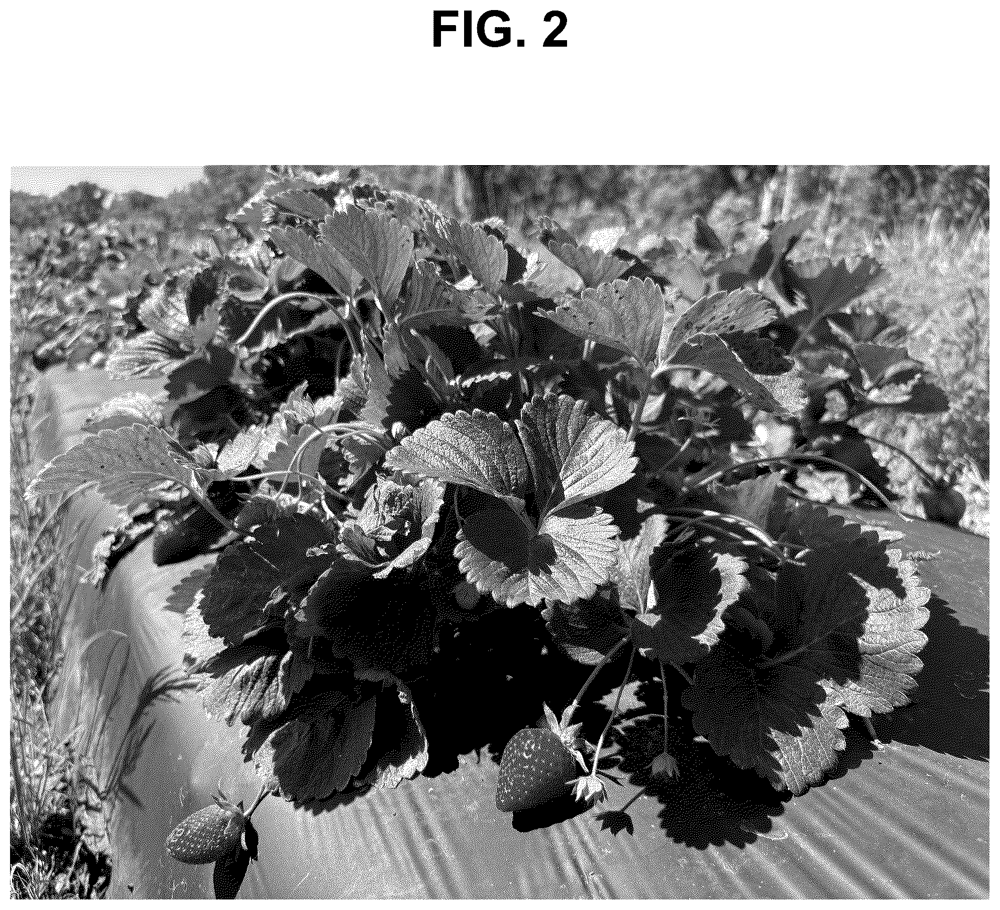 Patent USPP037269 Figure 2 – Strawberry plant named ‘SB_17_116-071’