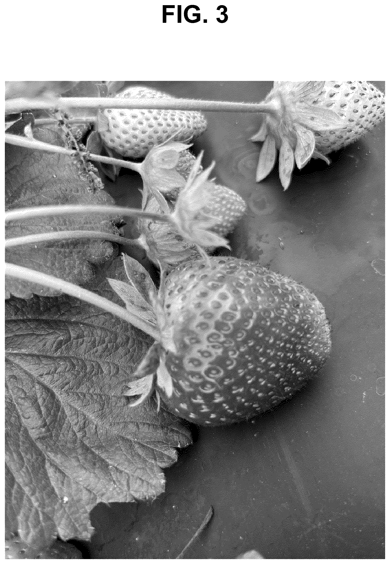 Patent USPP037269 Figure 3 – Strawberry plant named ‘SB_17_116-071’