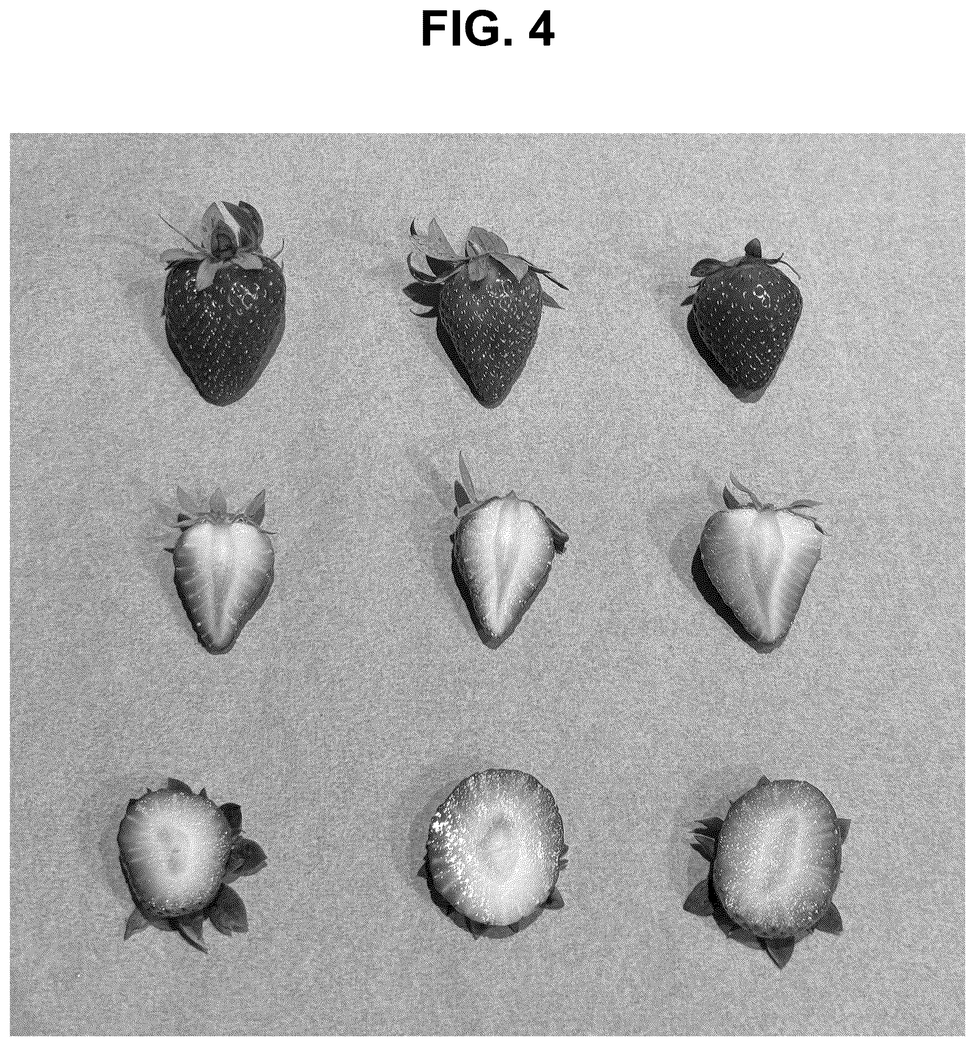 Patent USPP037269 Figure 4 – Strawberry plant named ‘SB_17_116-071’