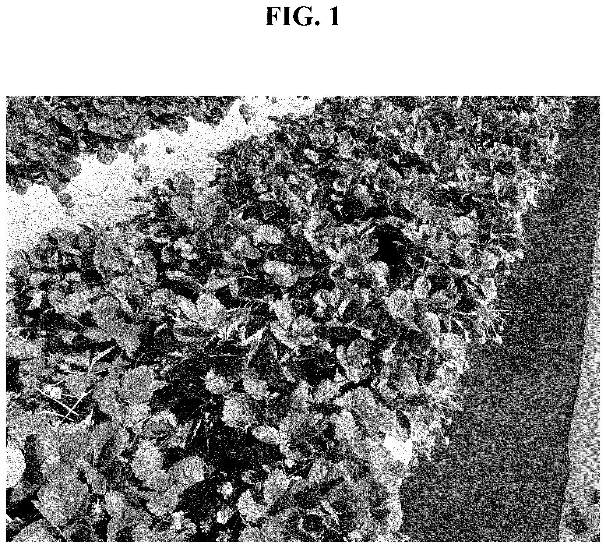 Patent USPP037270 Figure 1 – Strawberry plant named ‘PE-14.250.070’