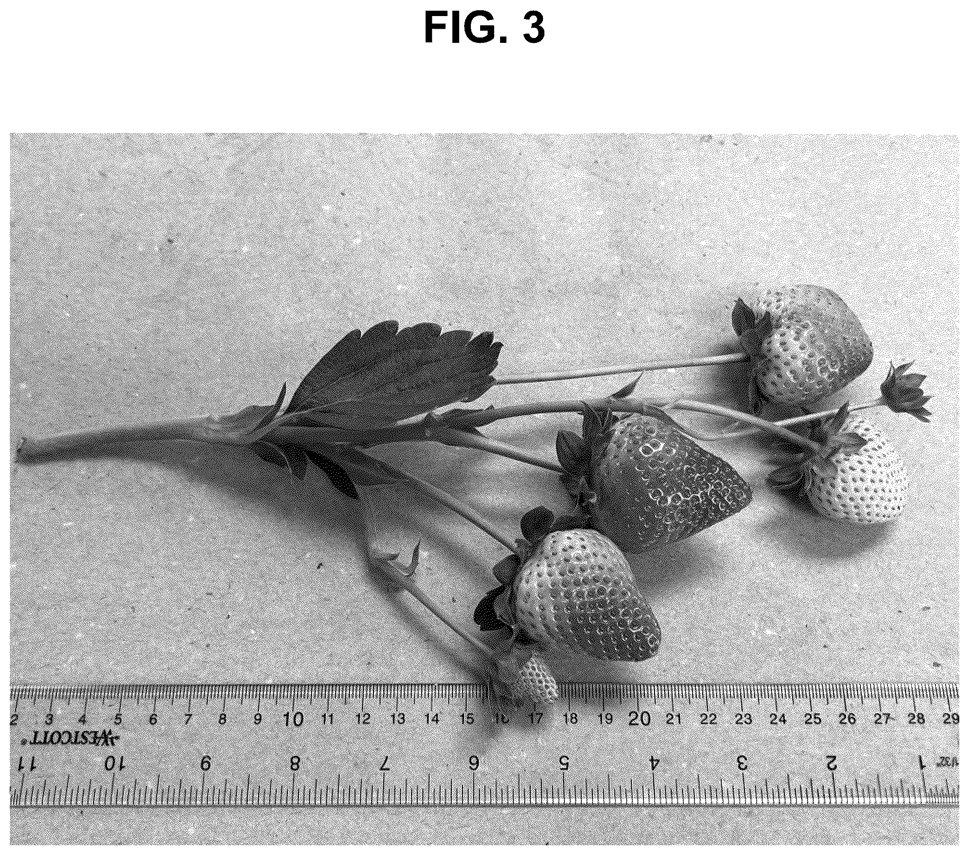 Patent USPP037270 Figure 3 – Strawberry plant named ‘PE-14.250.070’