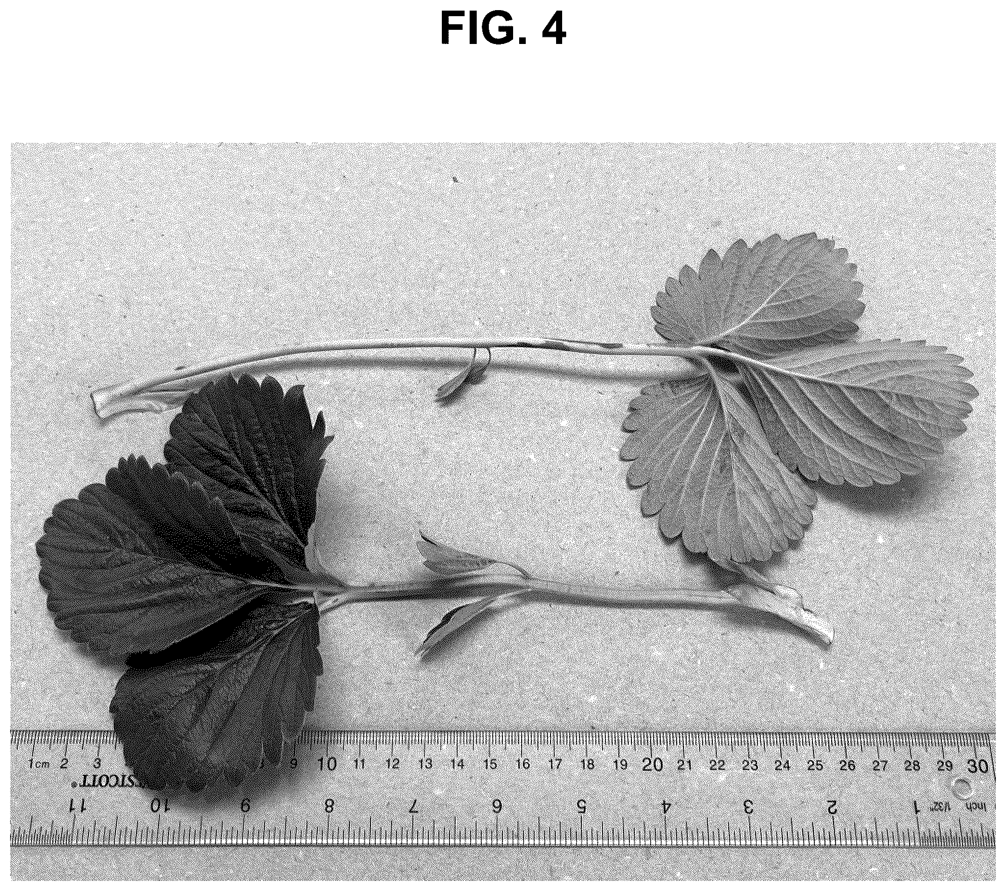 Patent USPP037270 Figure 4 – Strawberry plant named ‘PE-14.250.070’