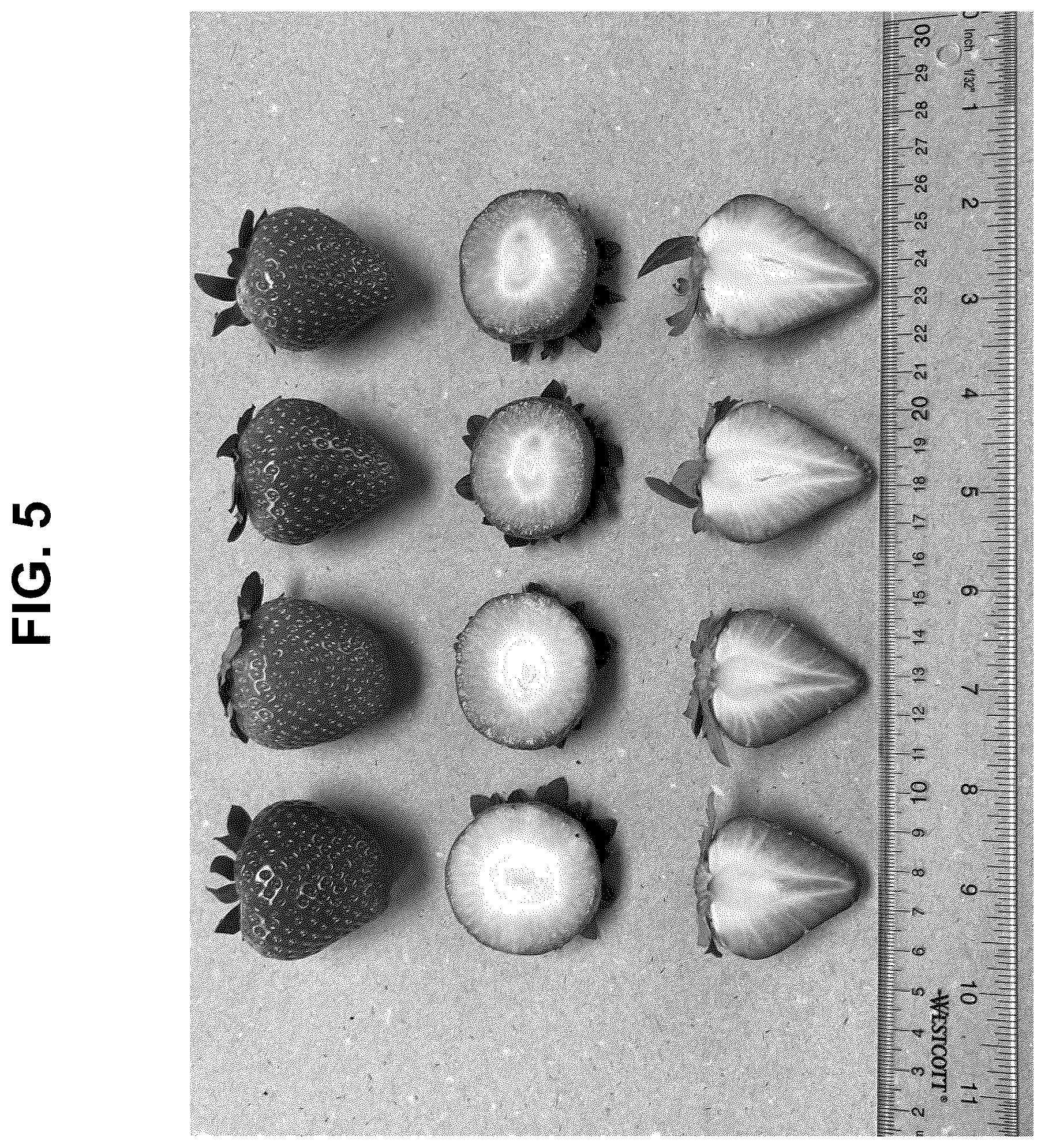 Patent USPP037270 Figure 5 – Strawberry plant named ‘PE-14.250.070’