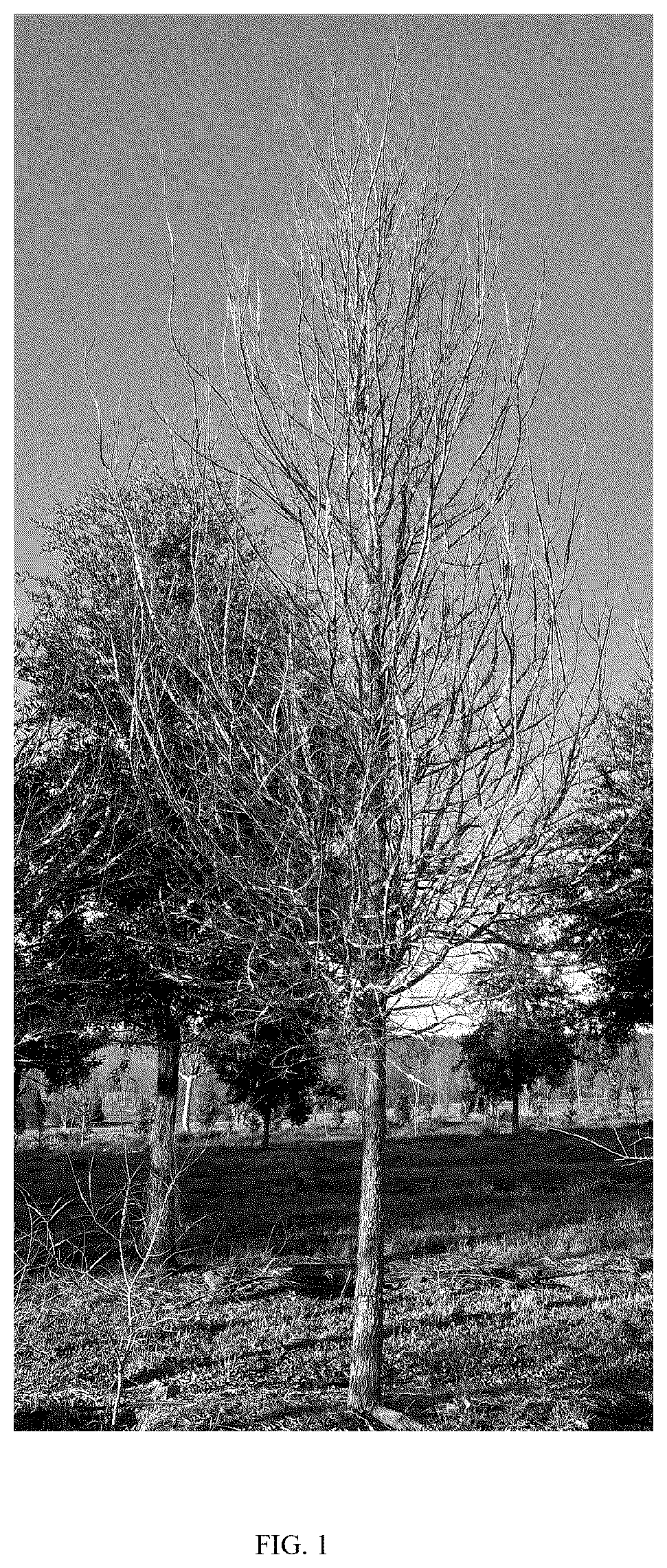 Patent USPP037271 Figure 1 – Ulmus tree named ‘UCMTF’