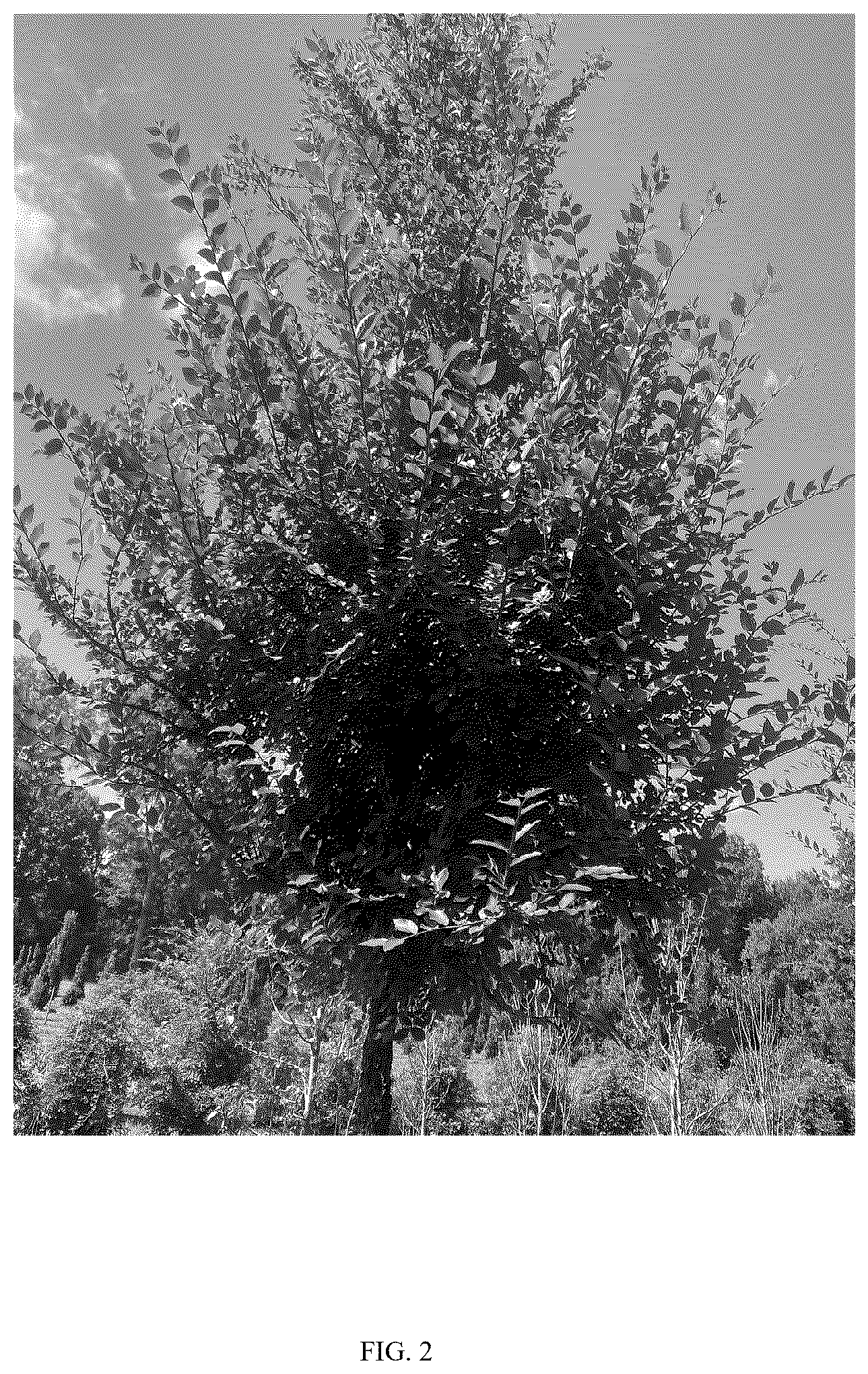 Patent USPP037271 Figure 2 – Ulmus tree named ‘UCMTF’