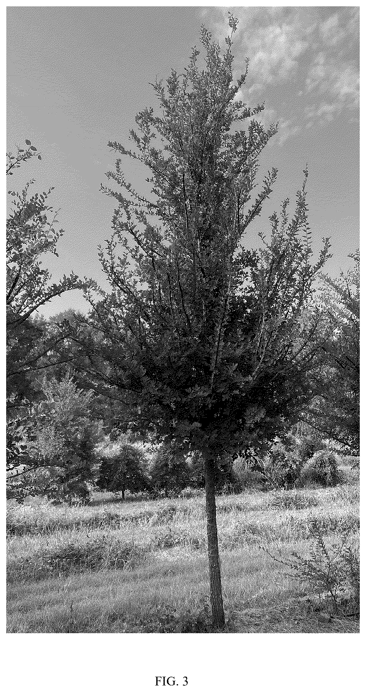Patent USPP037271 Figure 3 – Ulmus tree named ‘UCMTF’