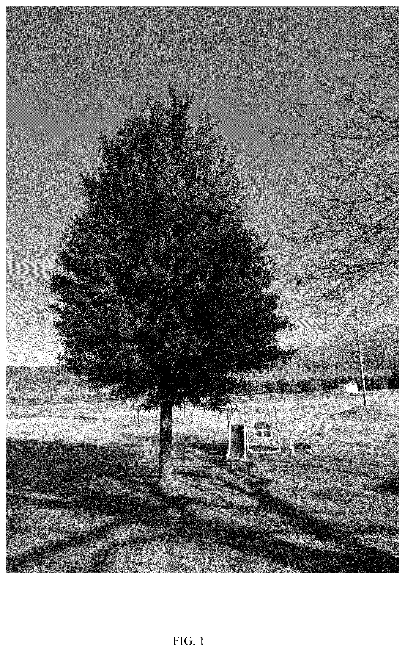 Patent USPP037272 Figure 1 – Quercus virginiana tree named ‘QVMTF2’