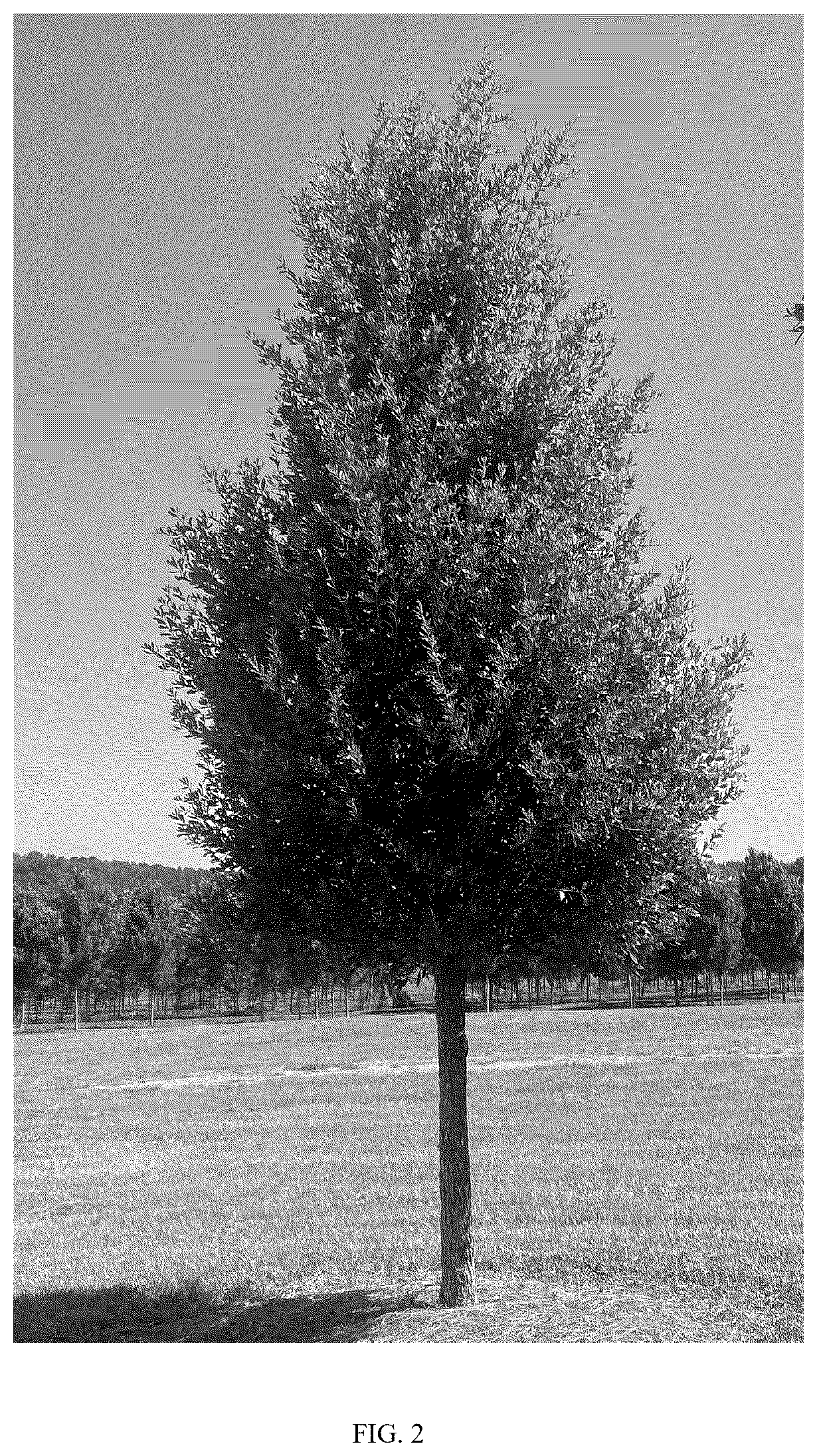 Patent USPP037272 Figure 2 – Quercus virginiana tree named ‘QVMTF2’
