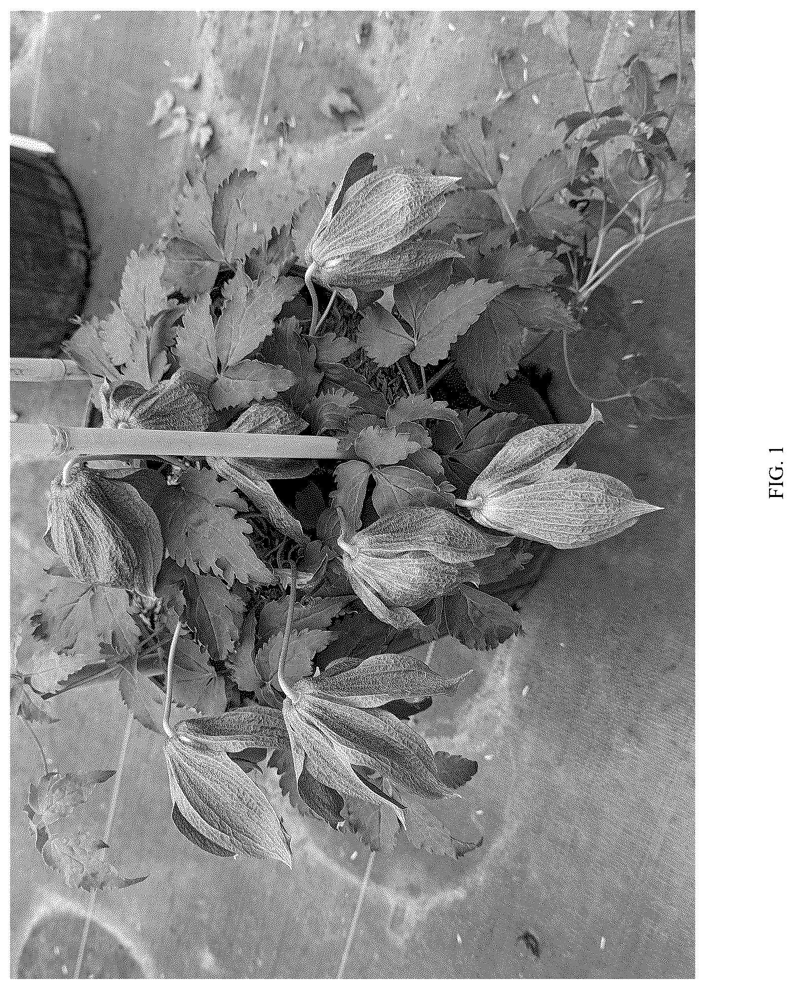 Patent USPP037273 Figure 1 – Clematis plant named ‘Violet Lampion’