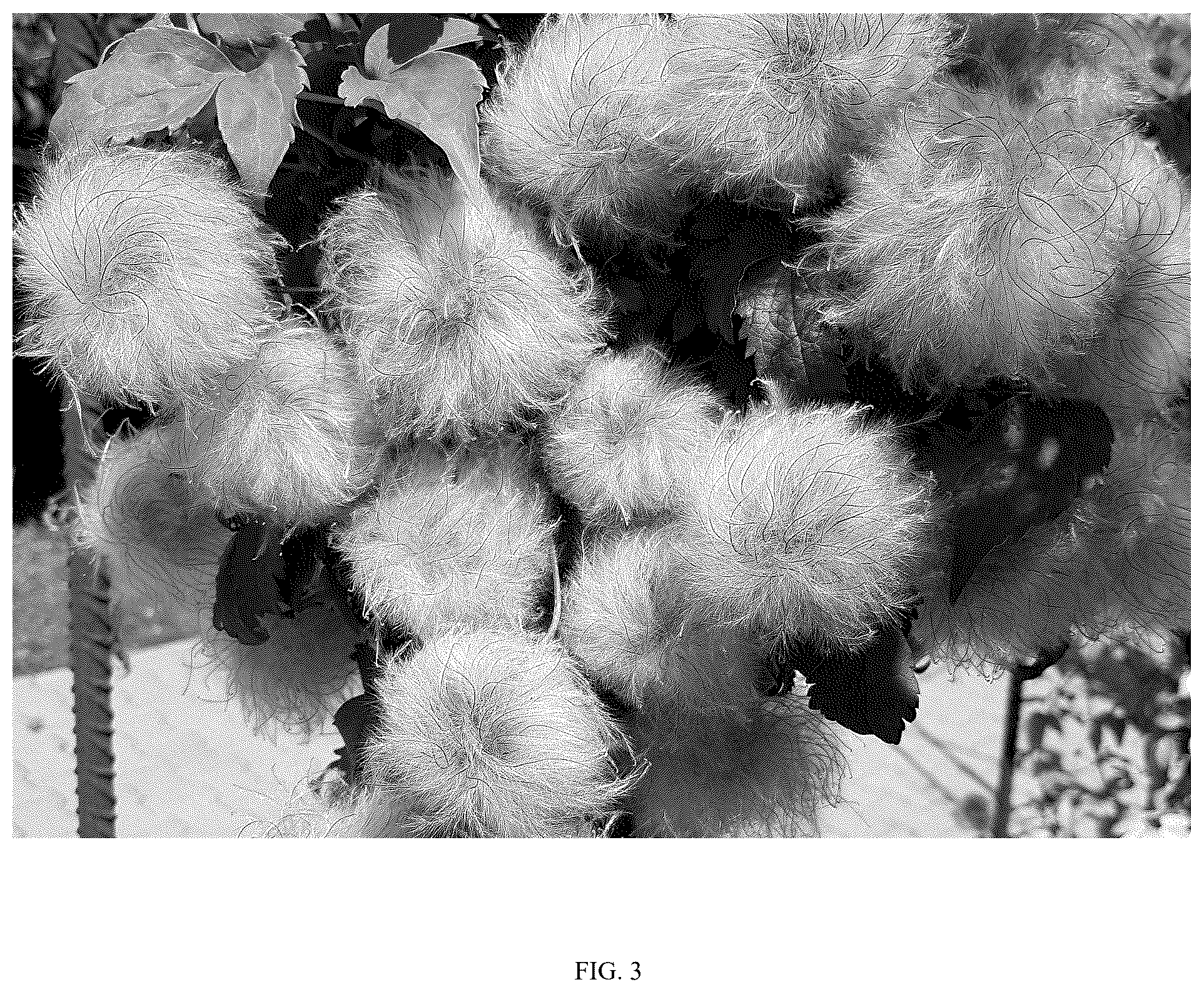 Patent USPP037273 Figure 3 – Clematis plant named ‘Violet Lampion’
