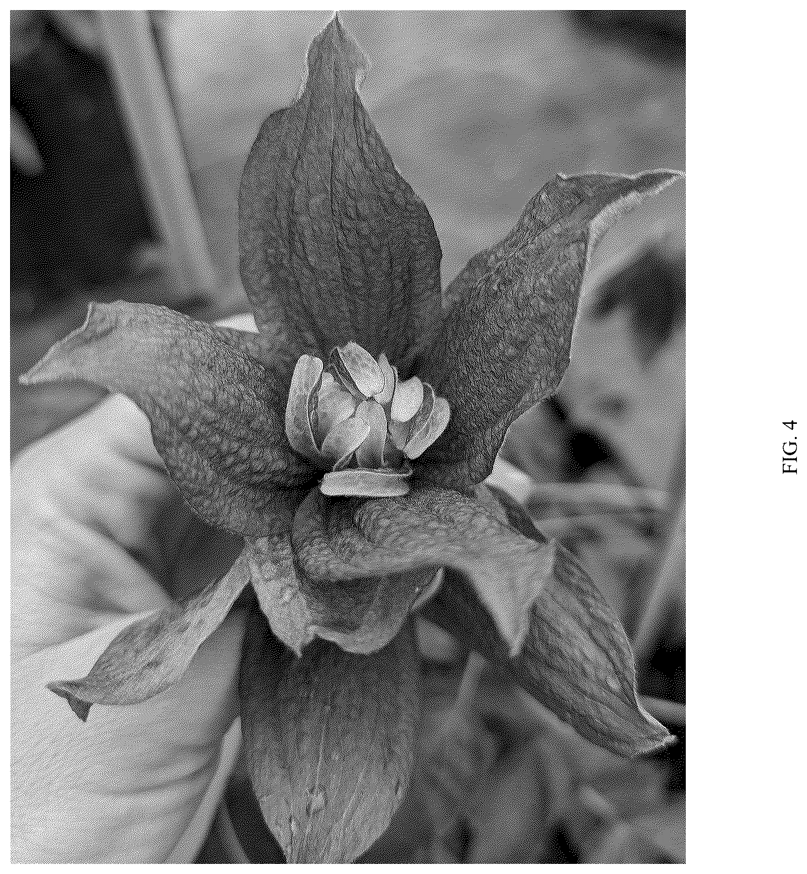 Patent USPP037273 Figure 4 – Clematis plant named ‘Violet Lampion’