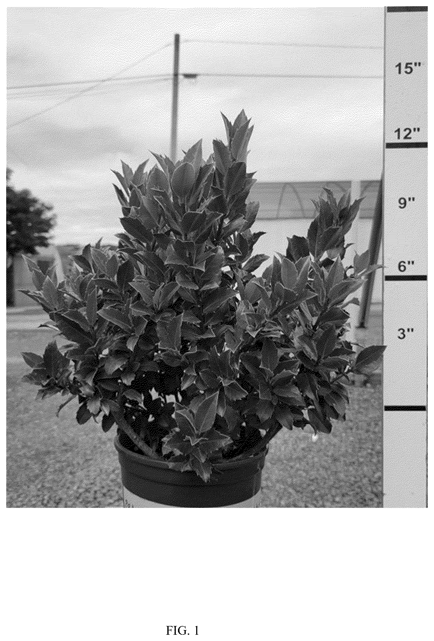 Patent USPP037274 Figure 1 – Ilex plant named ‘MONWILDE’