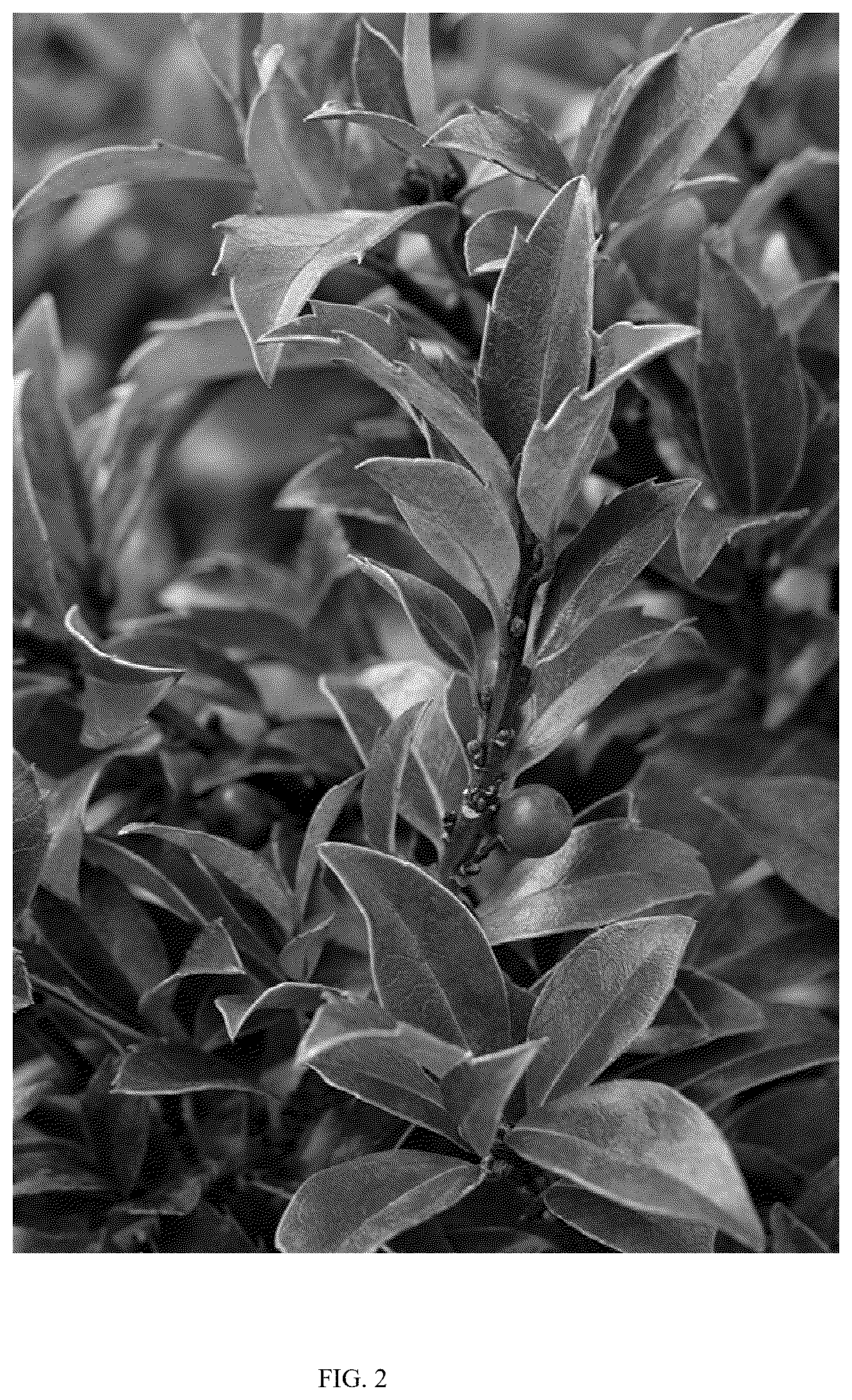 Patent USPP037274 Figure 2 – Ilex plant named ‘MONWILDE’