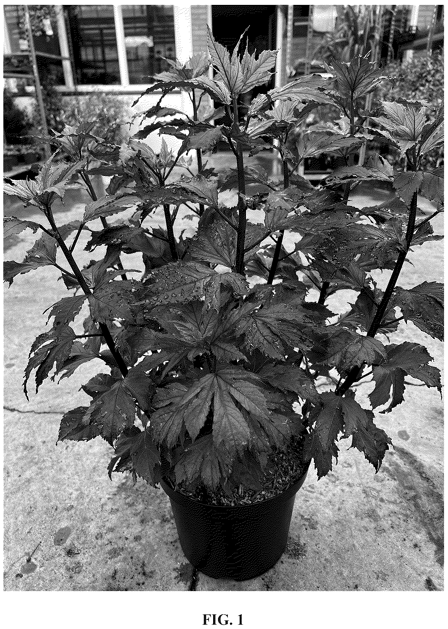 Patent USPP037275 — Hibiscus plant named ‘Tahi2025’ — Figure 1