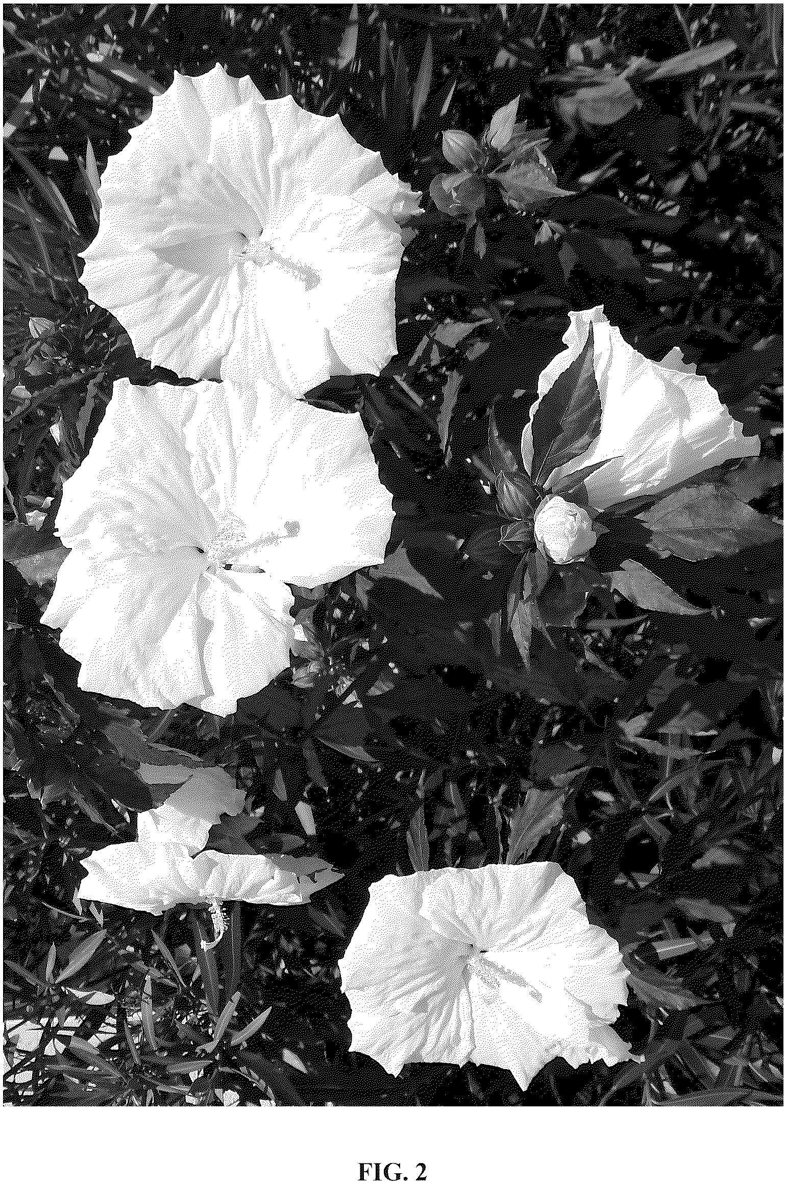 Patent USPP037275 Figure 2 – Hibiscus plant named ‘Tahi2025’