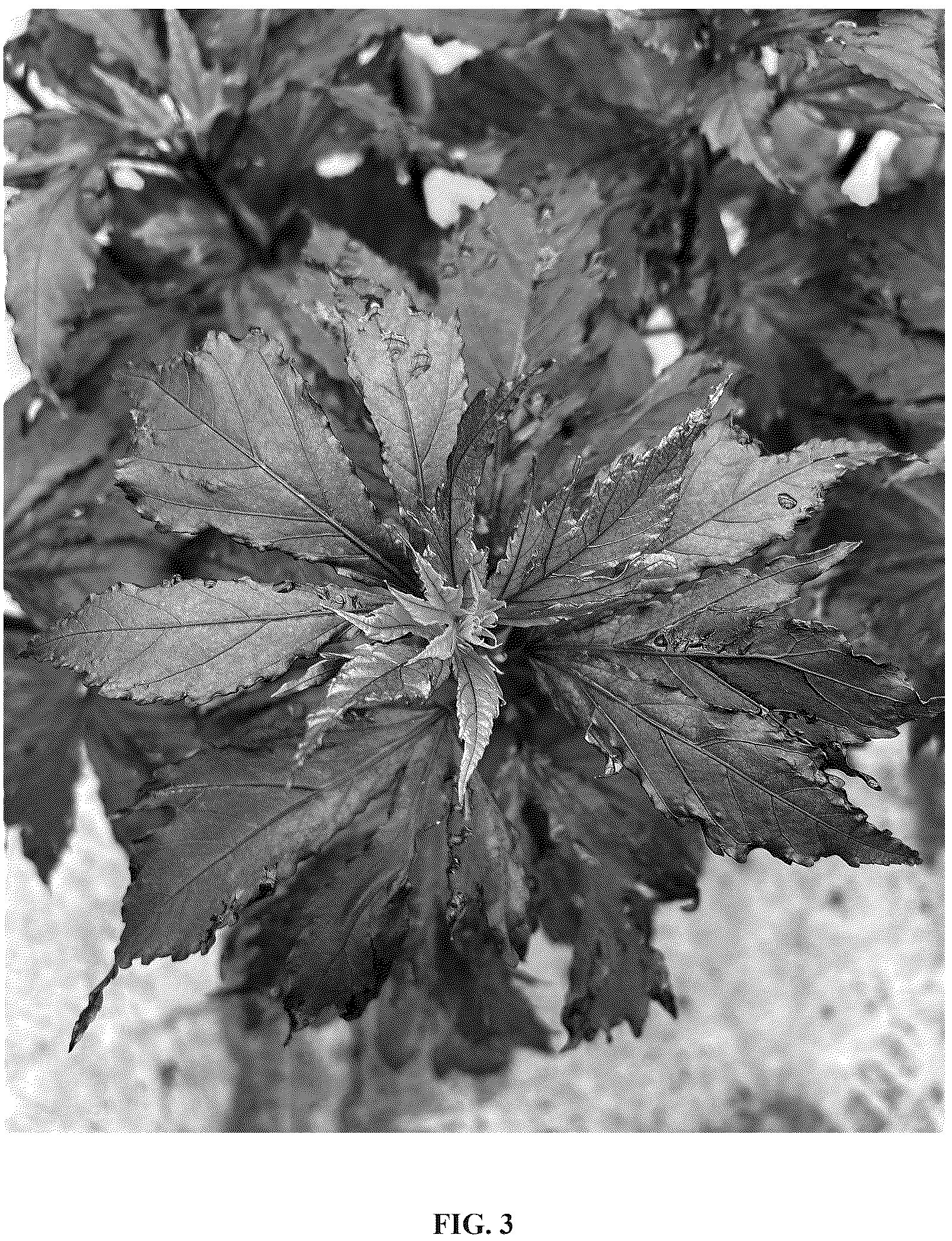 Patent USPP037275 Figure 3 – Hibiscus plant named ‘Tahi2025’