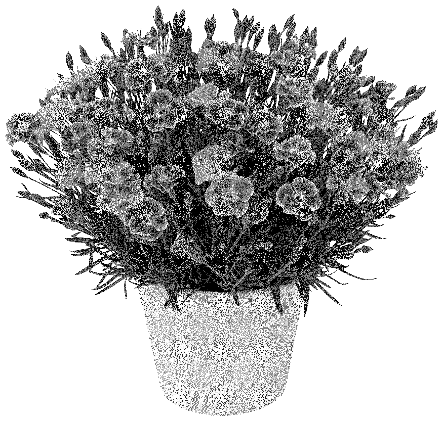 Patent USPP037276 Figure 1 – Dianthus plant named ‘KLEDA26818’