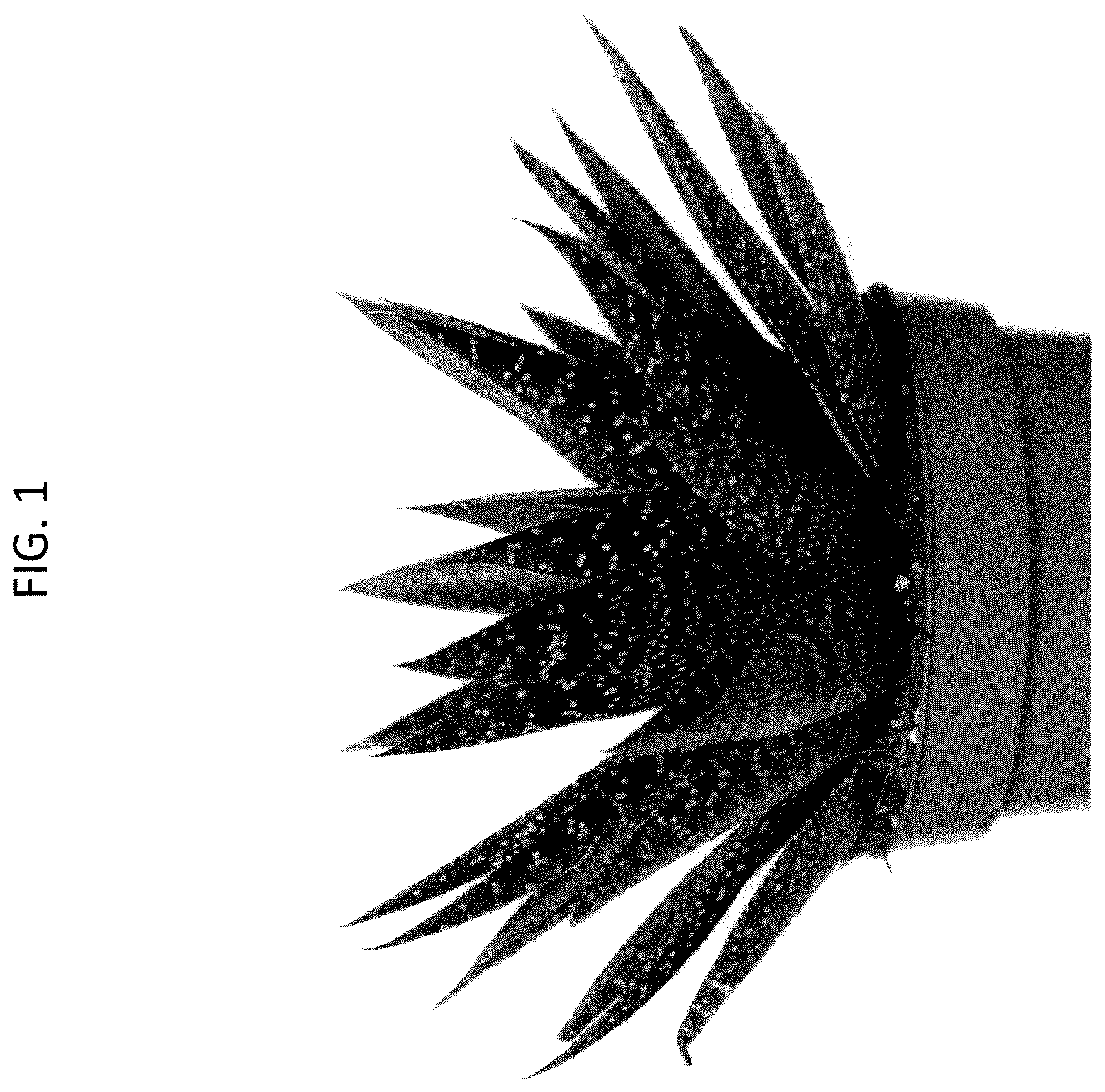 Patent USPP037277 Figure 1 – Gasteraloe plant named ‘OVROCKS15’