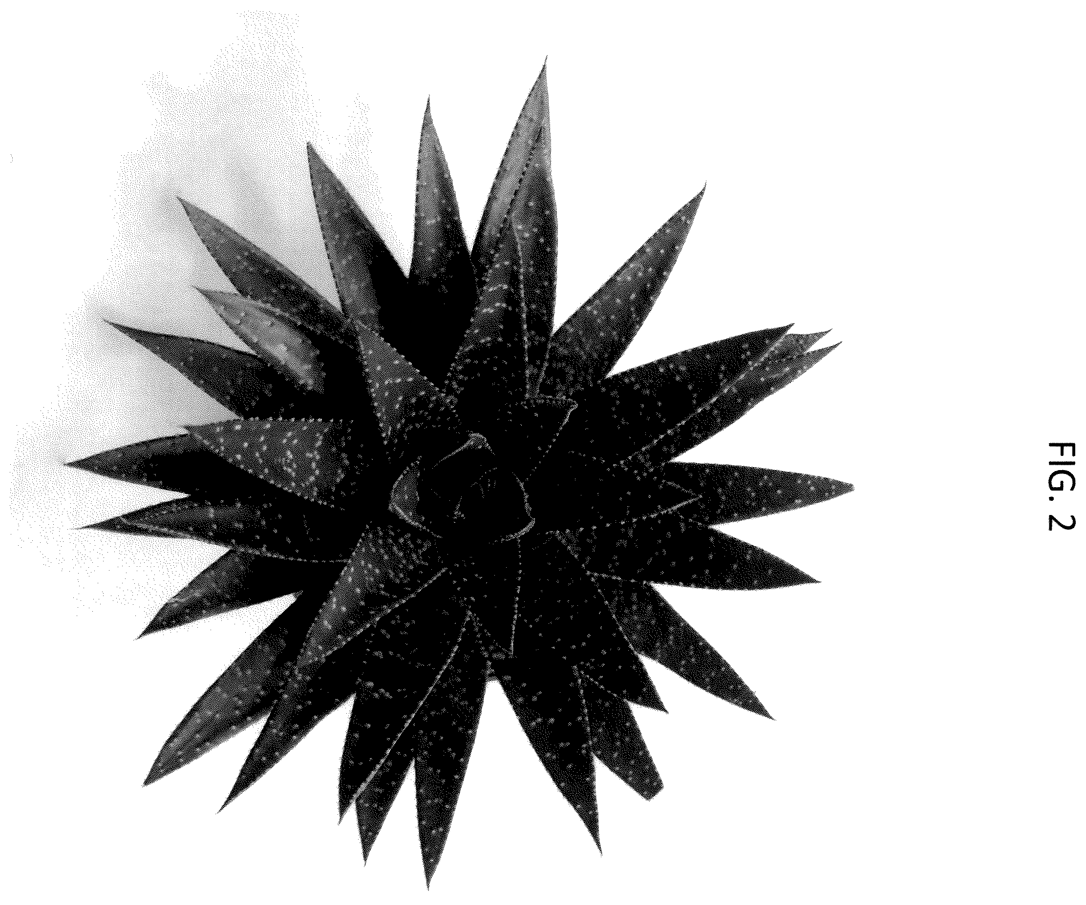 Patent USPP037277 Figure 2 – Gasteraloe plant named ‘OVROCKS15’