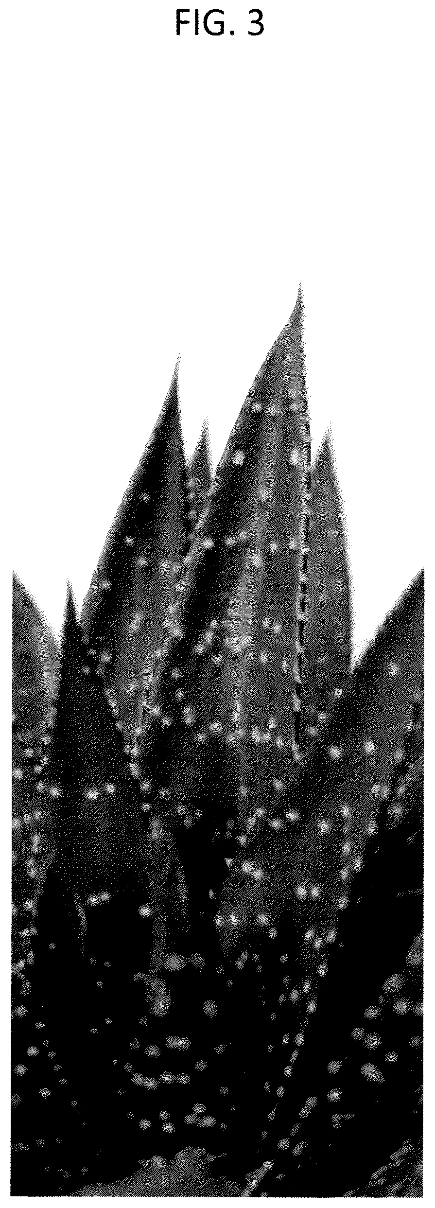 Patent USPP037277 Figure 3 – Gasteraloe plant named ‘OVROCKS15’