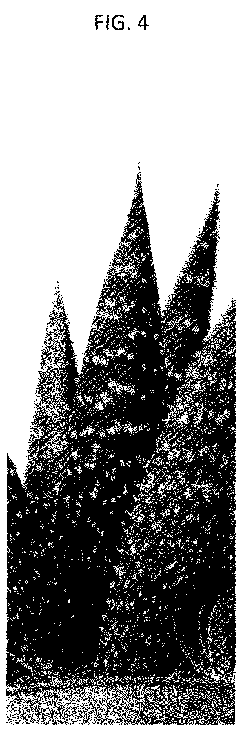 Patent USPP037277 Figure 4 – Gasteraloe plant named ‘OVROCKS15’