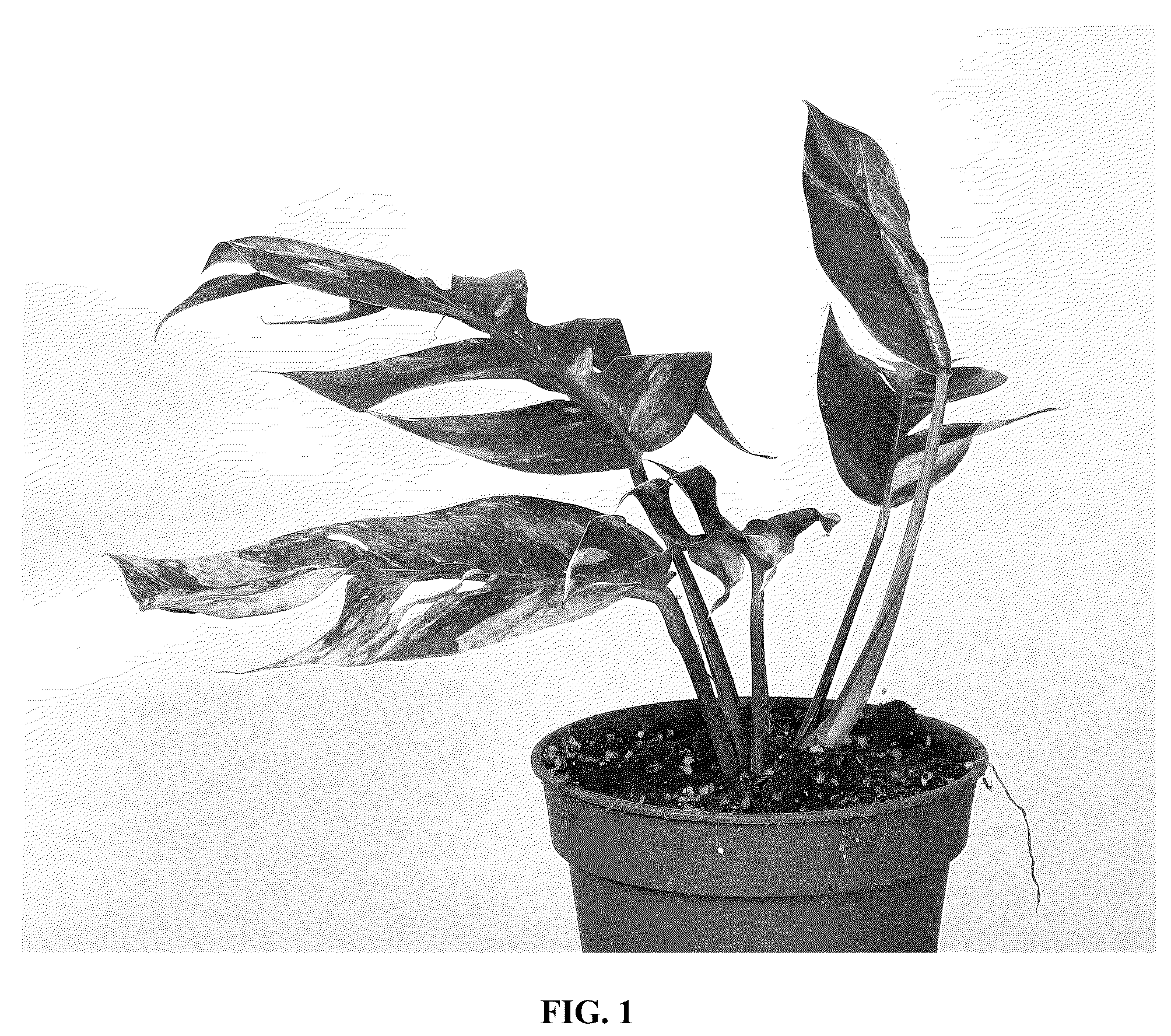 Patent USPP037278 — Epipremnum plant named ‘ETH’ — Figure 1