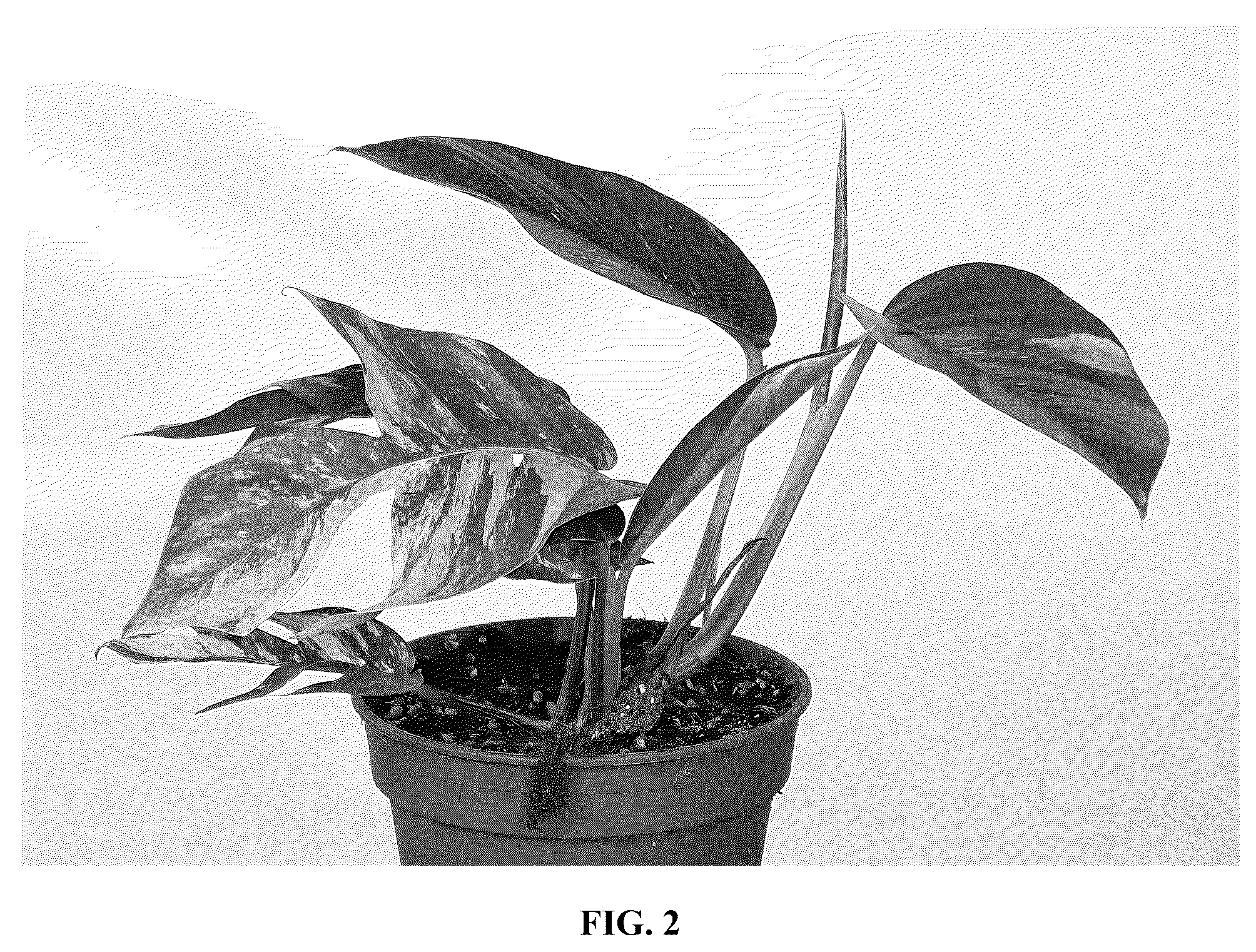 Patent USPP037278 Figure 2 – Epipremnum plant named ‘ETH’