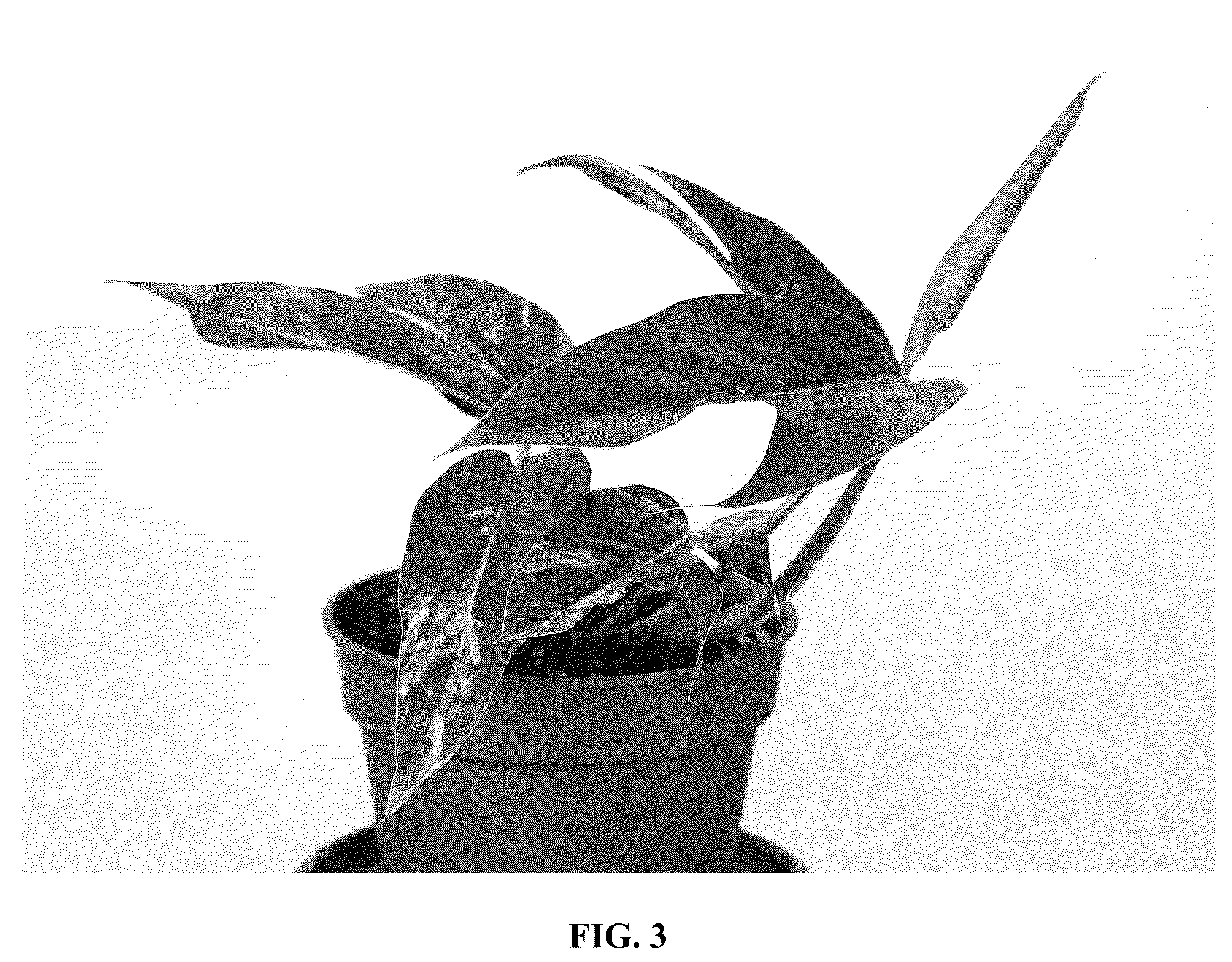 Patent USPP037278 Figure 3 – Epipremnum plant named ‘ETH’
