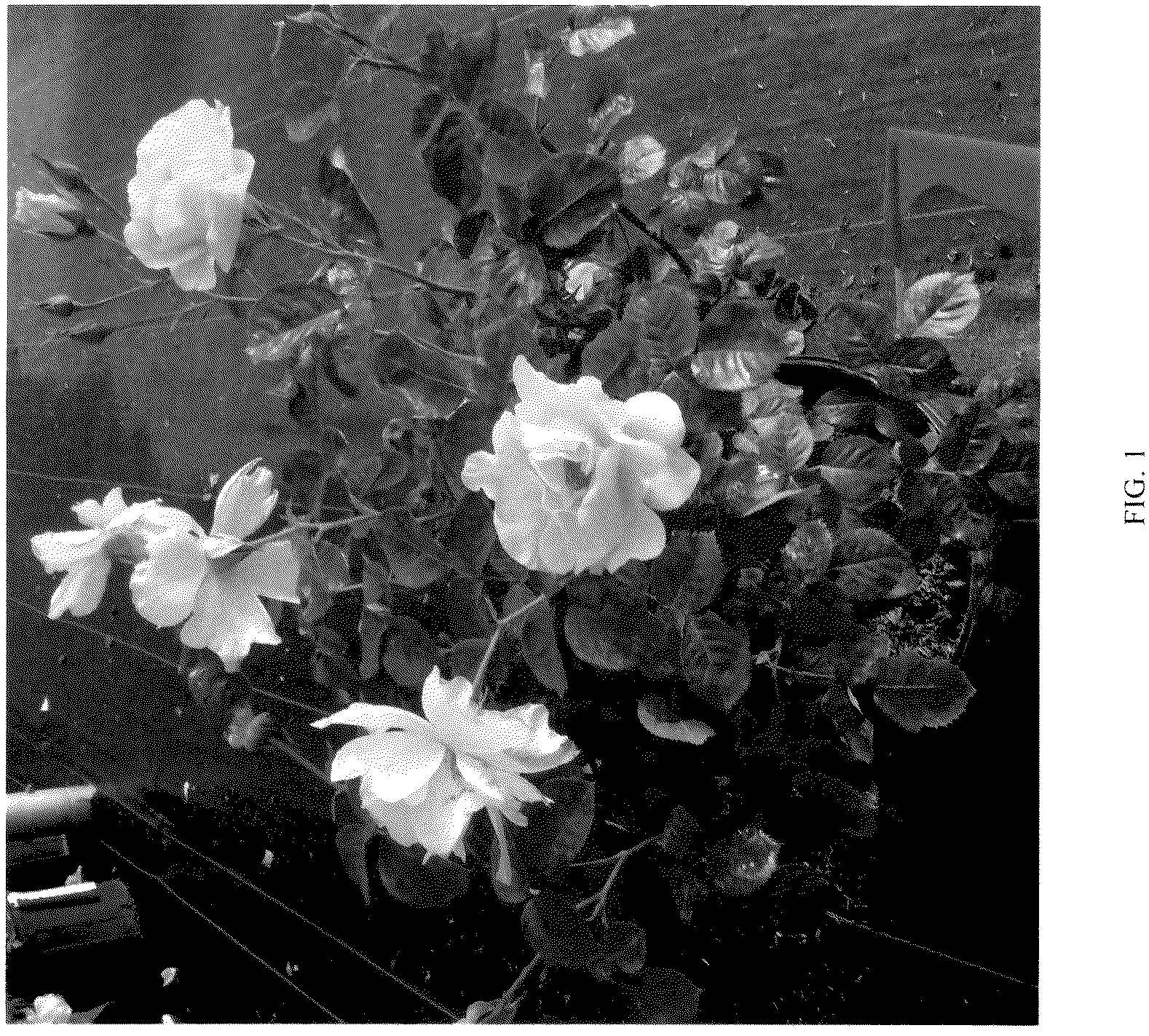 Patent USPP037279 Figure 1 – Shrub rose plant named ‘CHEWGOLDRUSH’