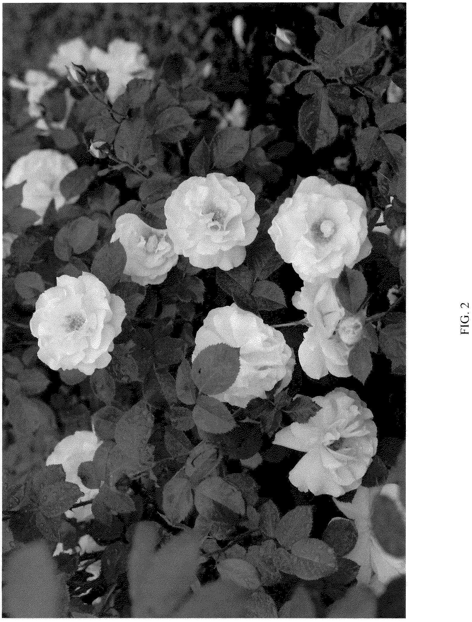 Patent USPP037279 Figure 2 – Shrub rose plant named ‘CHEWGOLDRUSH’