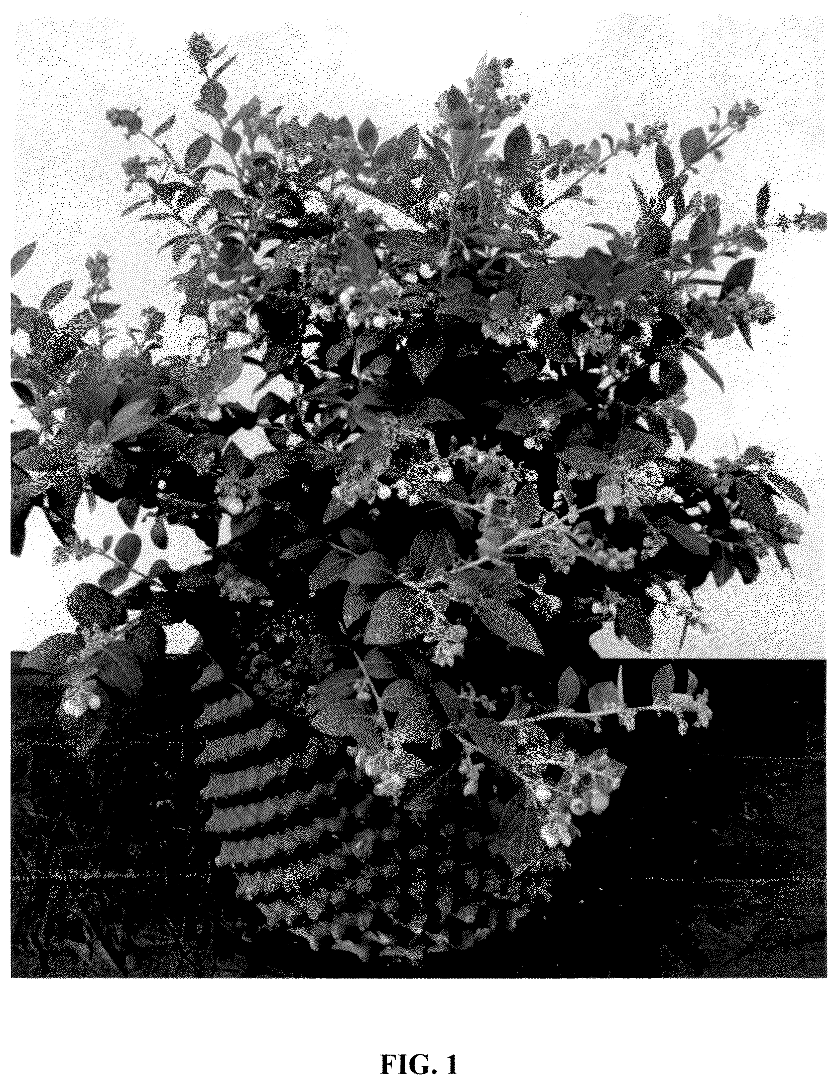 Patent USPP037280 Figure 1 – Blueberry plant named ‘IBUGA001’